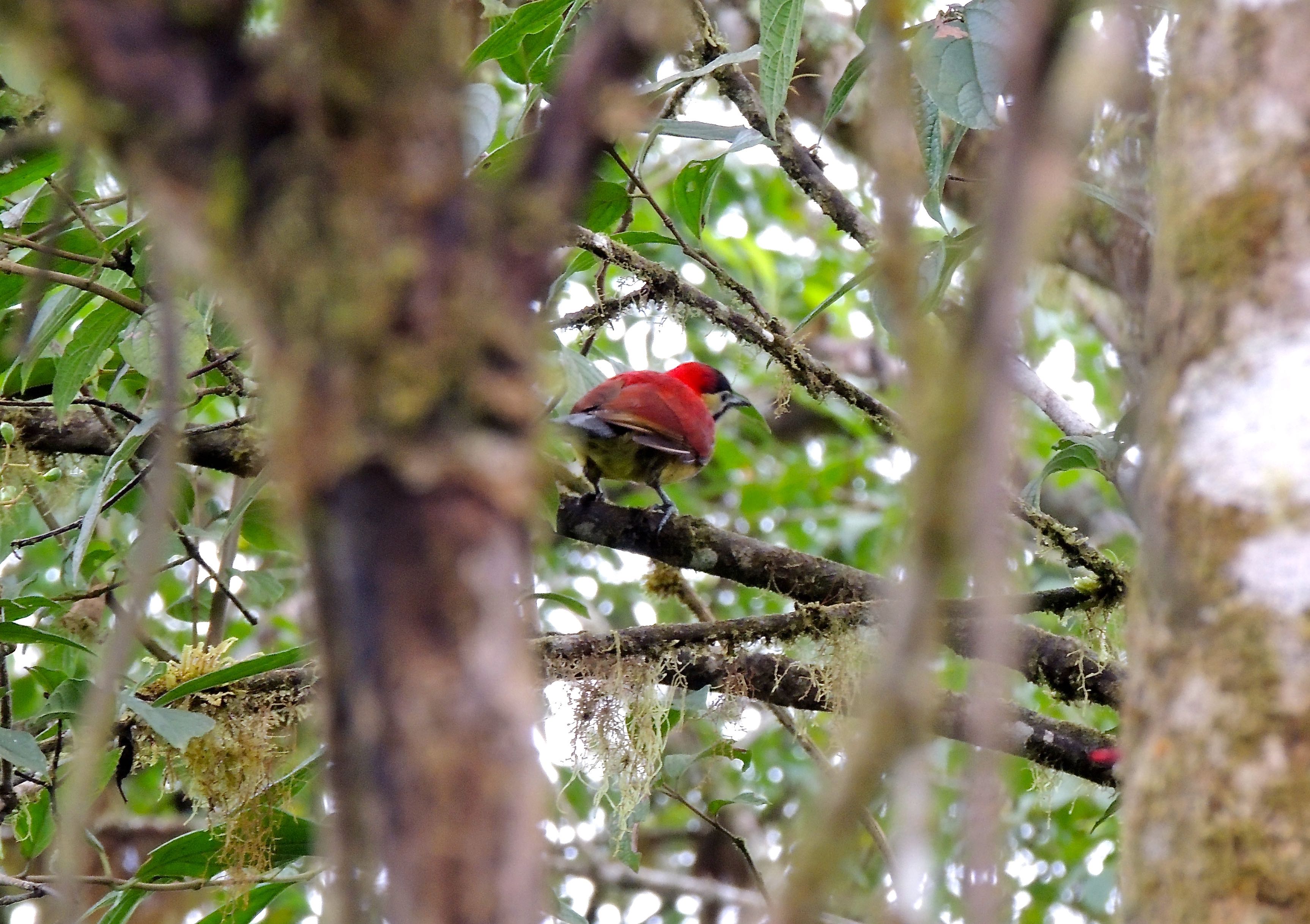 Crimson-mantled Woodpecker