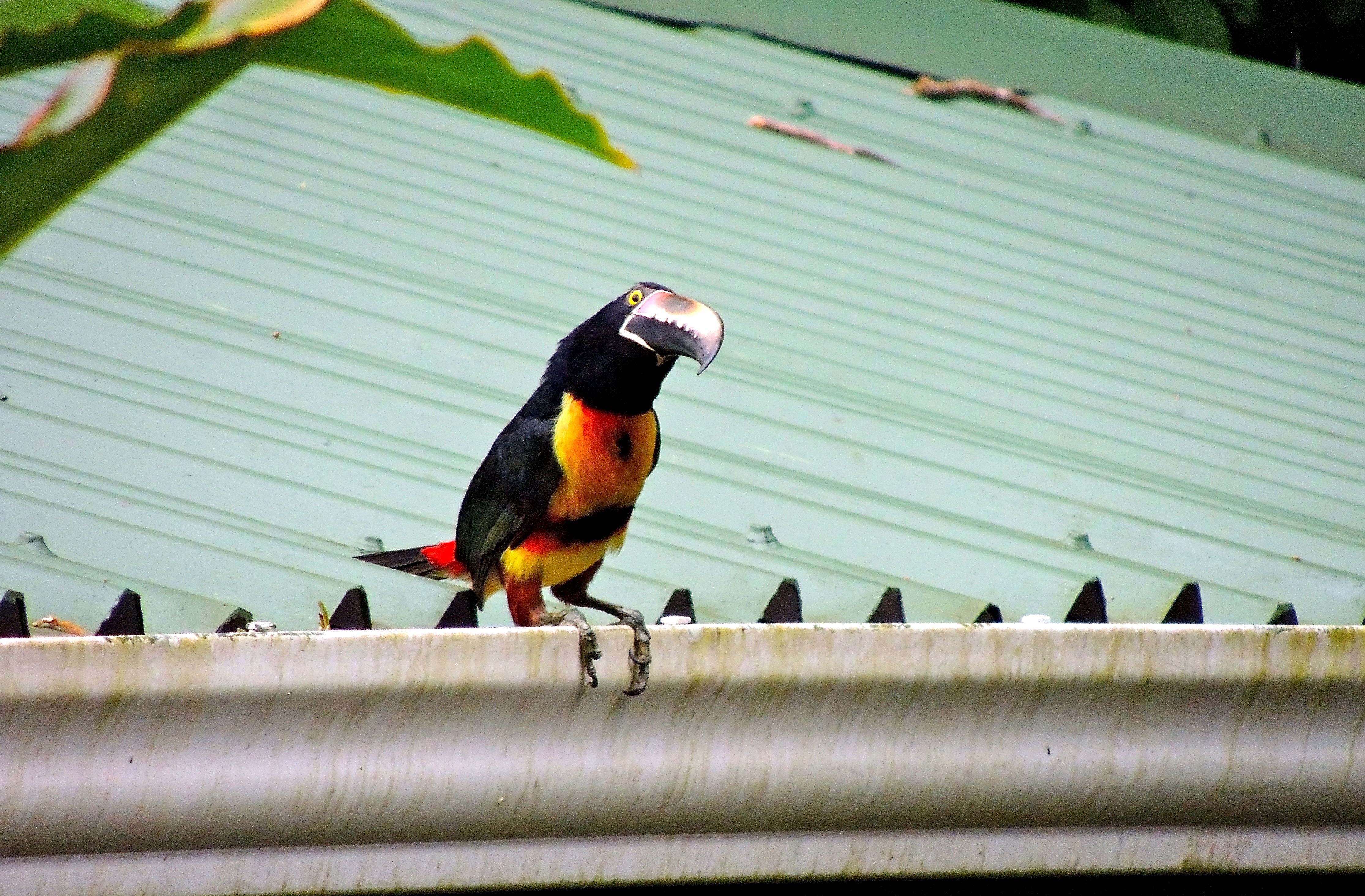 Collared Aracari