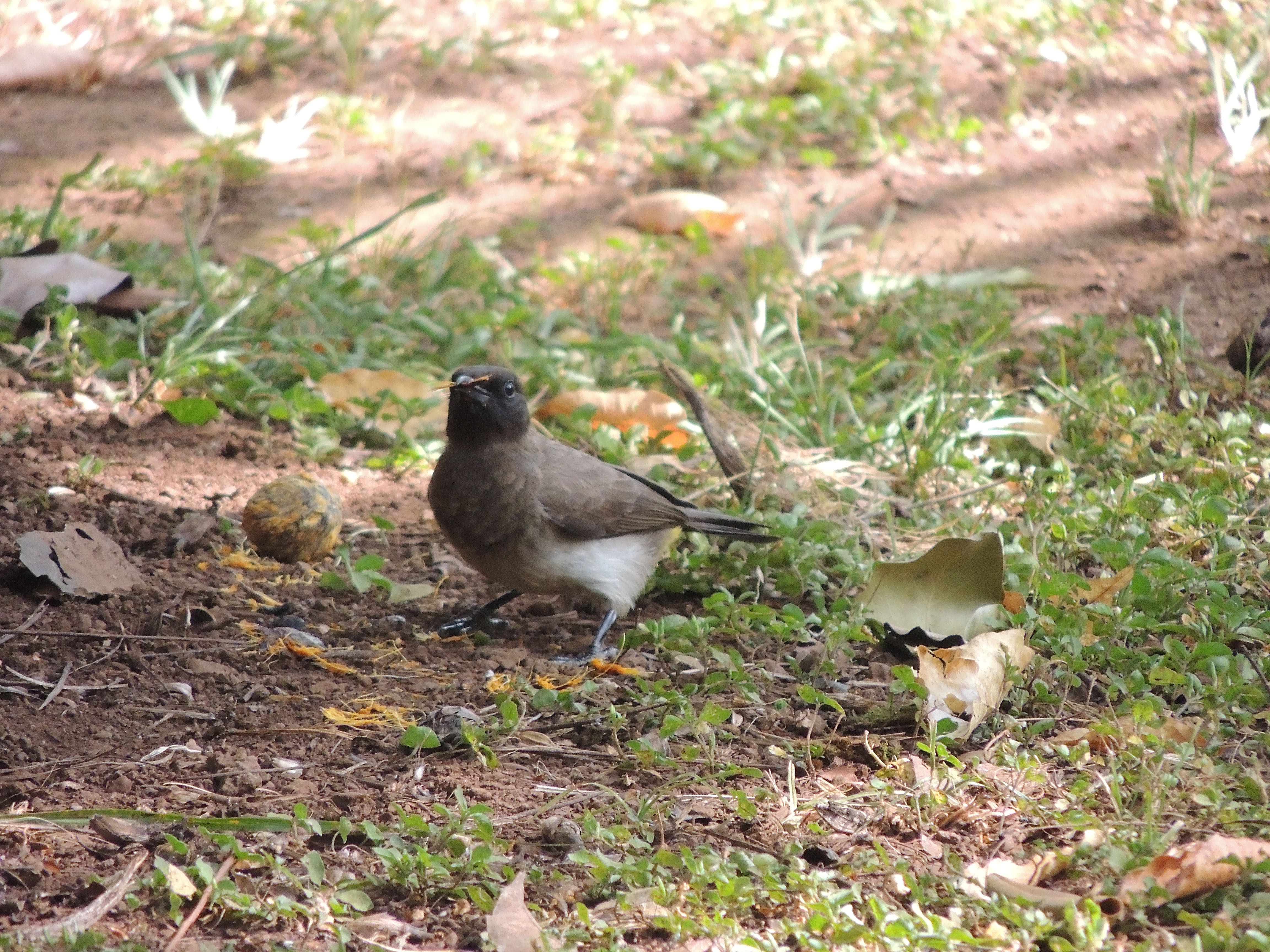 Common Bulbul