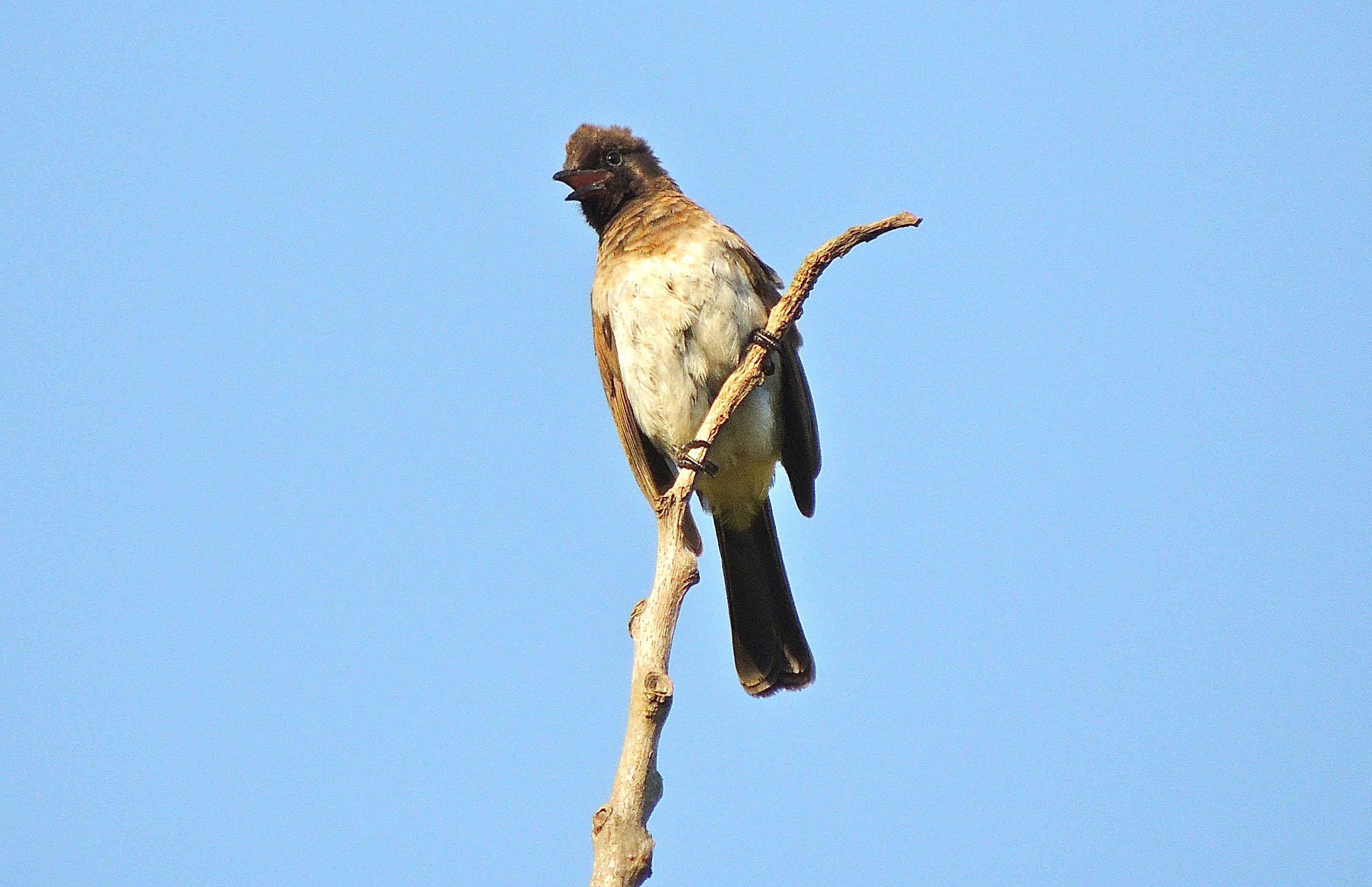 Common Bulbul