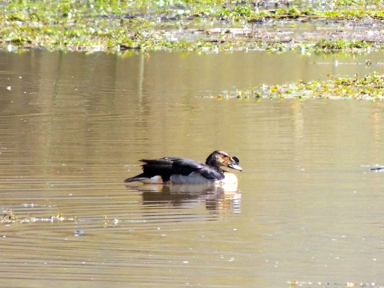 Comb Duck