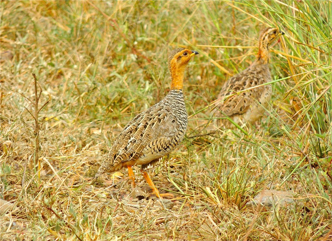 Coqui Francolins