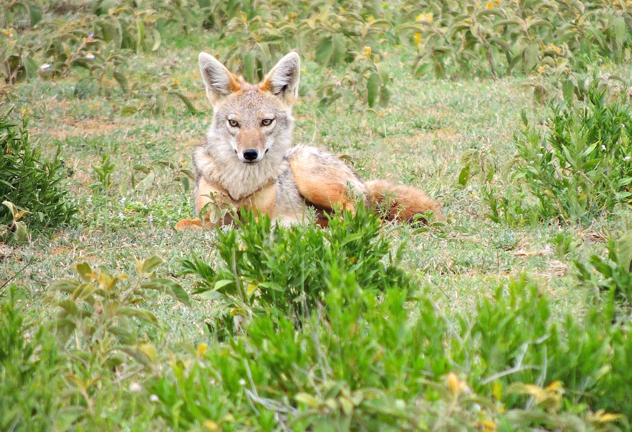 Common (Golden) Jackal