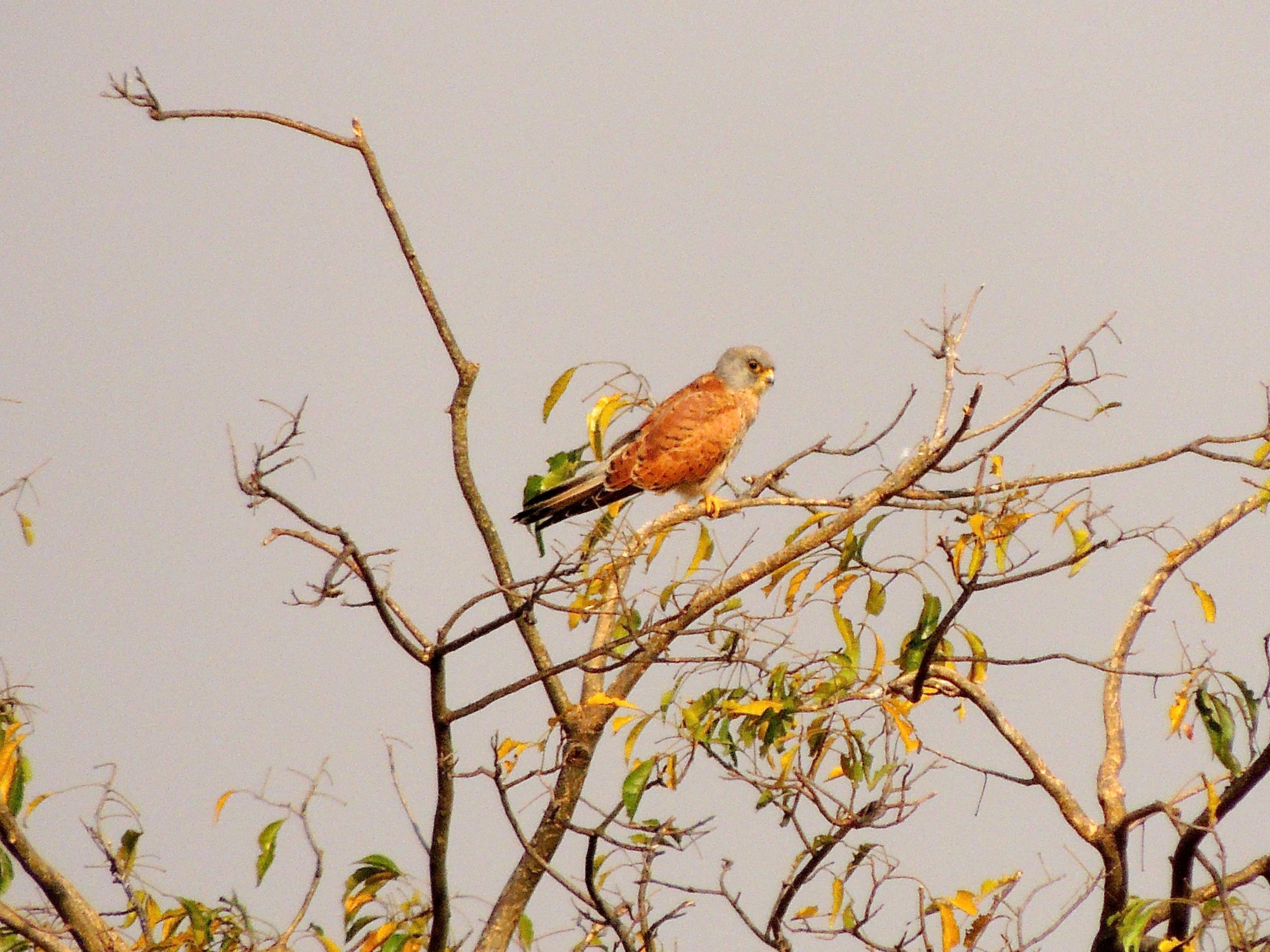 Common Kestrel