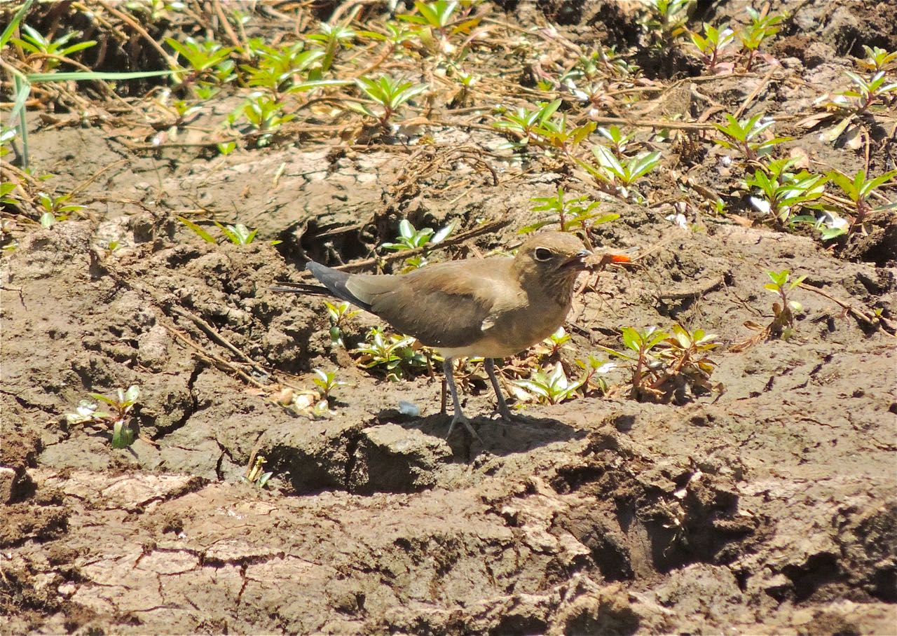 Collared Pratincole