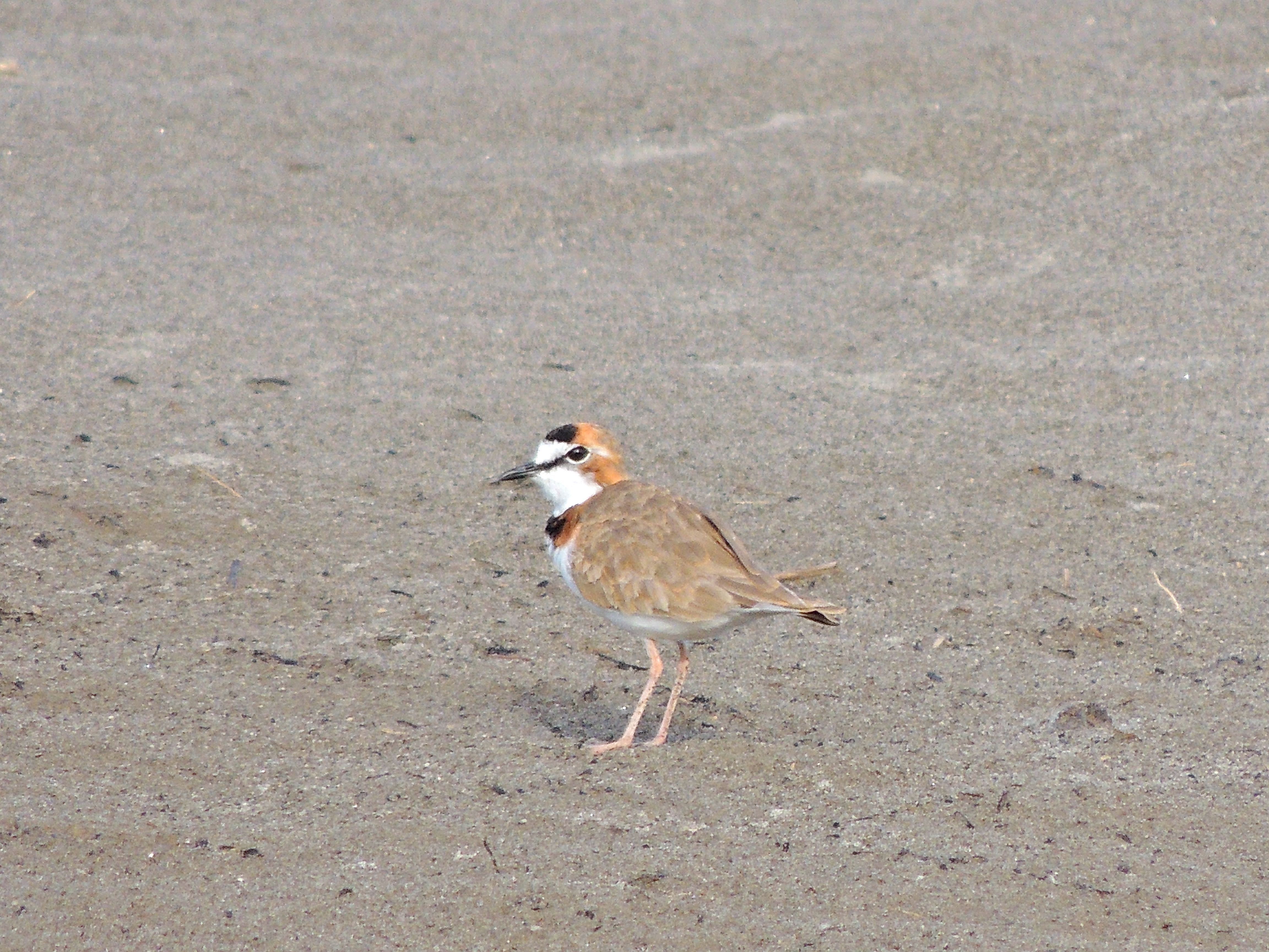 Collared Plover