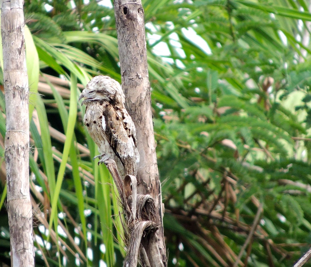 Common Potoo