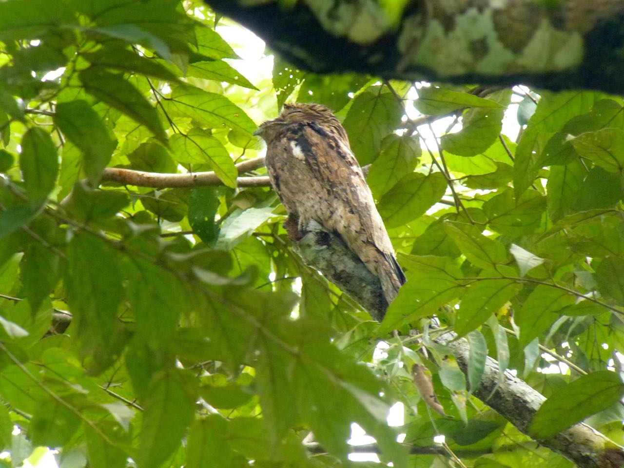 Common Potoo