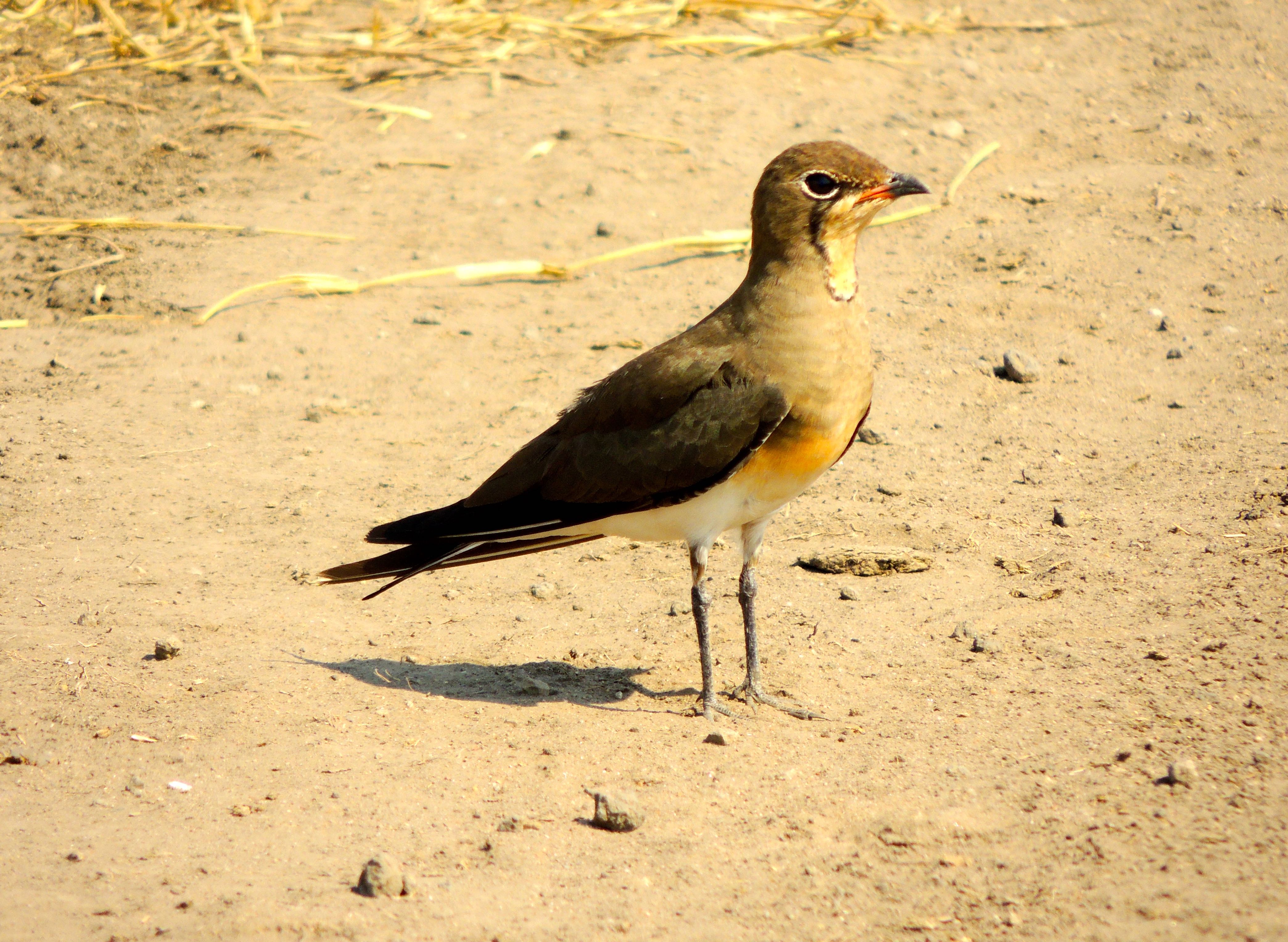 Collared Pratincole