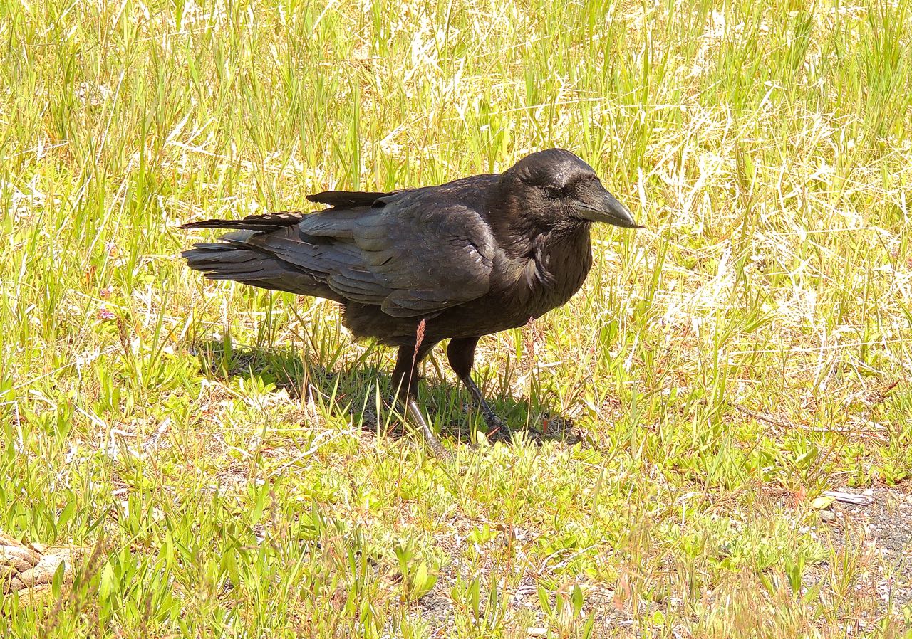 Common Raven