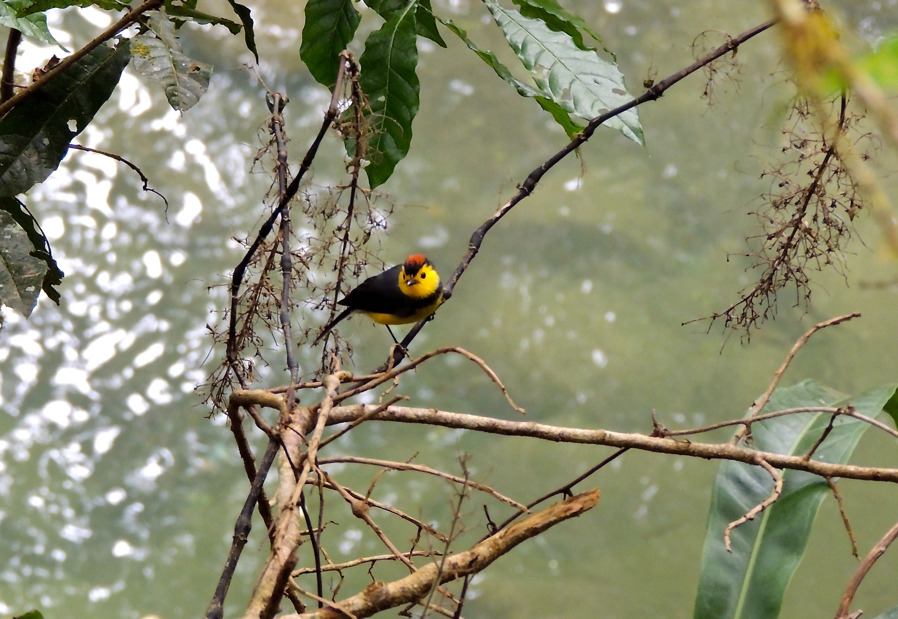 Collared Redstart