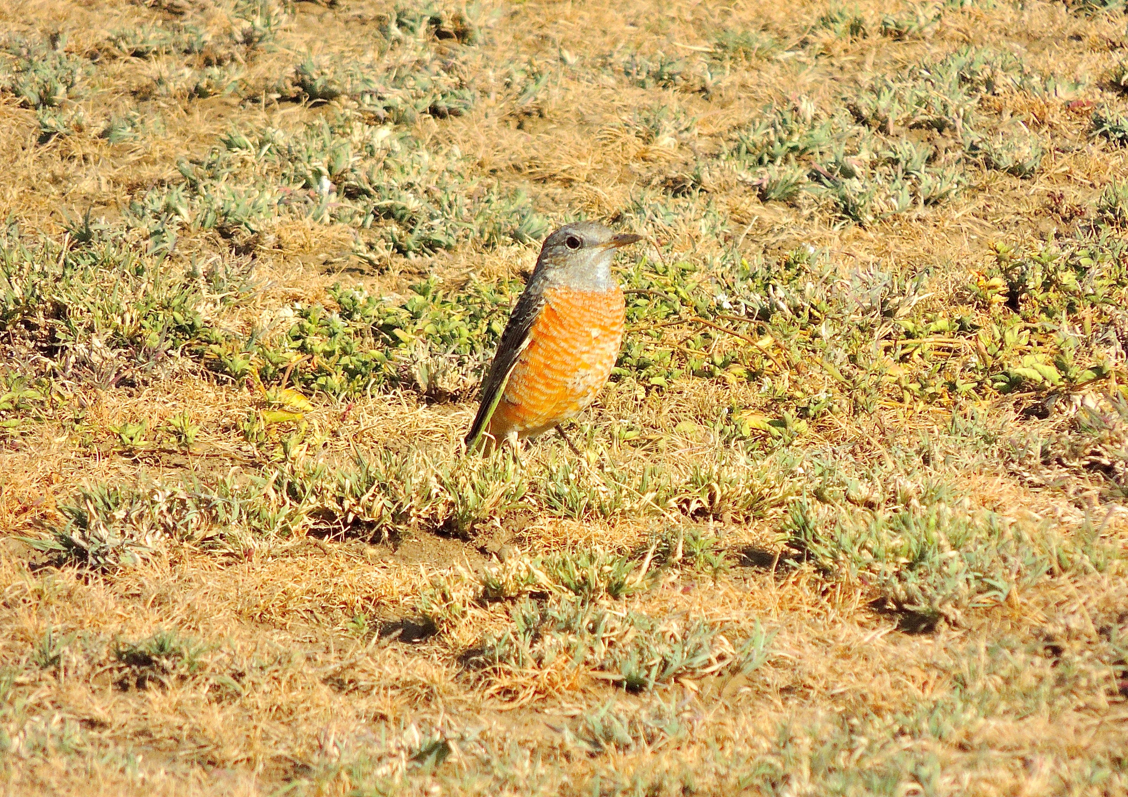 Common Rock-Thrush