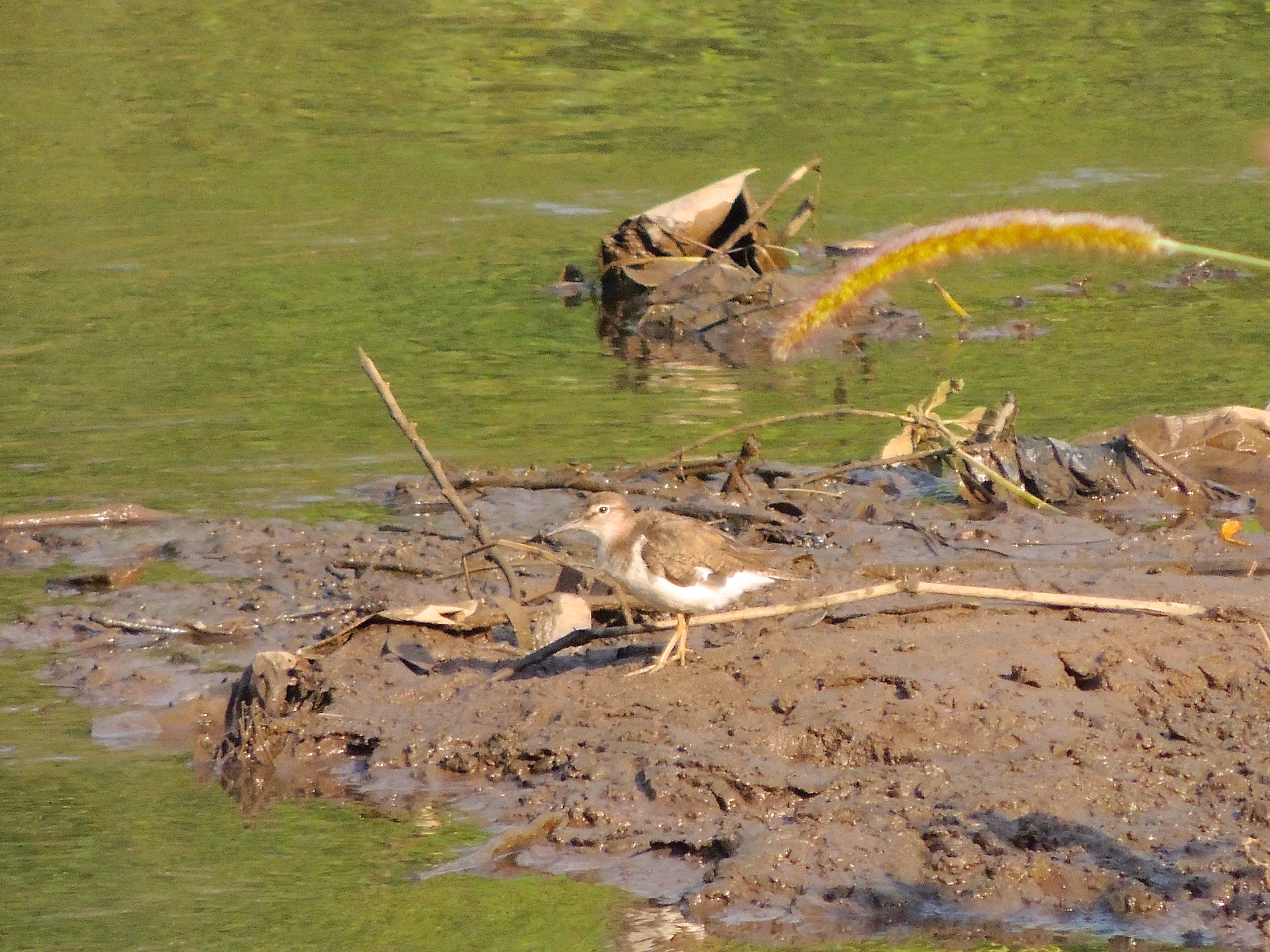 Common Sandpiper
