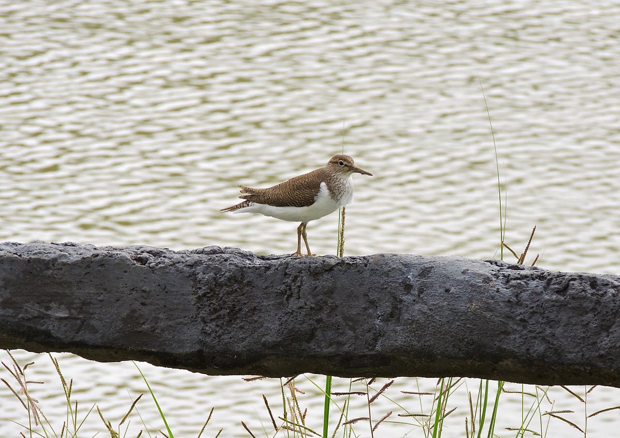 Common Sandpiper