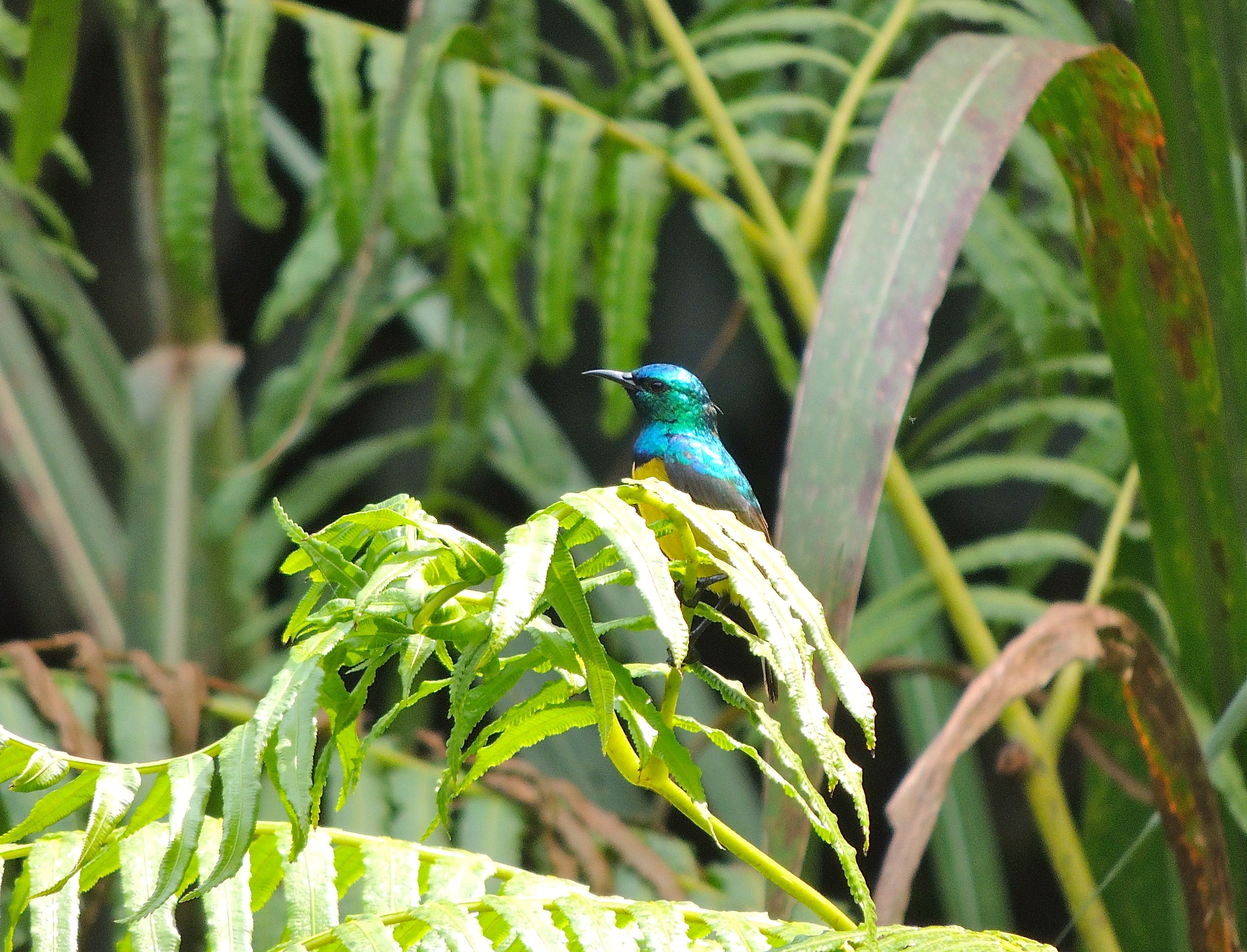 Collared Sunbird