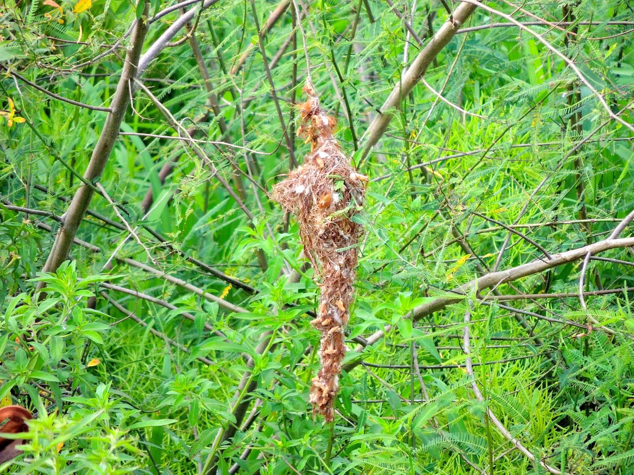 Common Tody-Flycatcher Nest