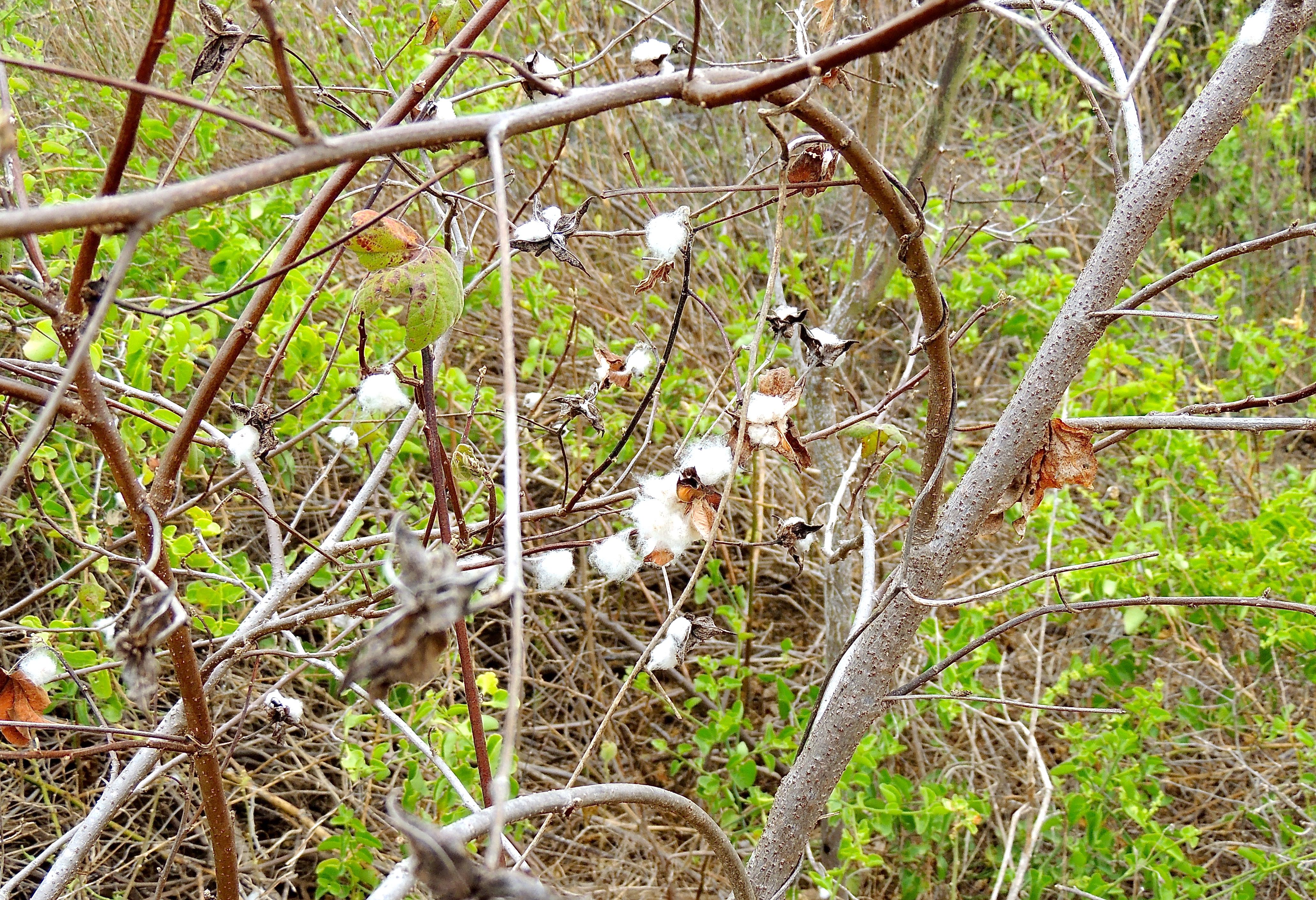 Galapagos Cotton