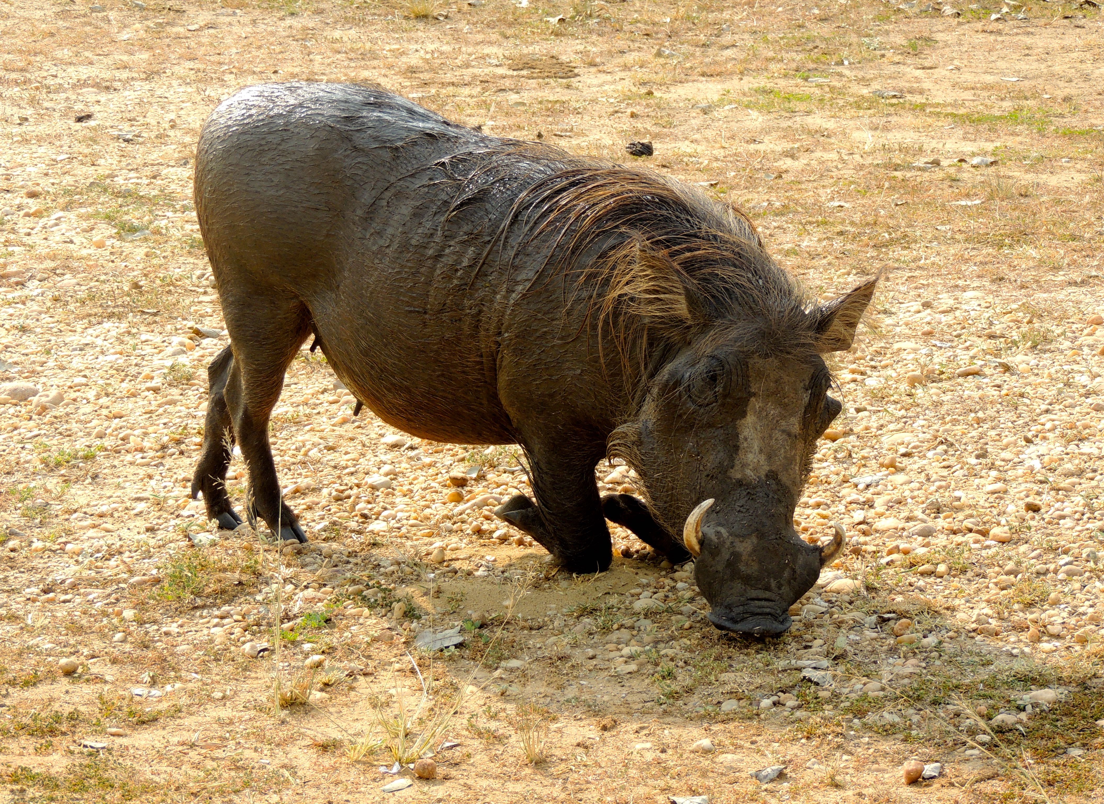 Common Warthog