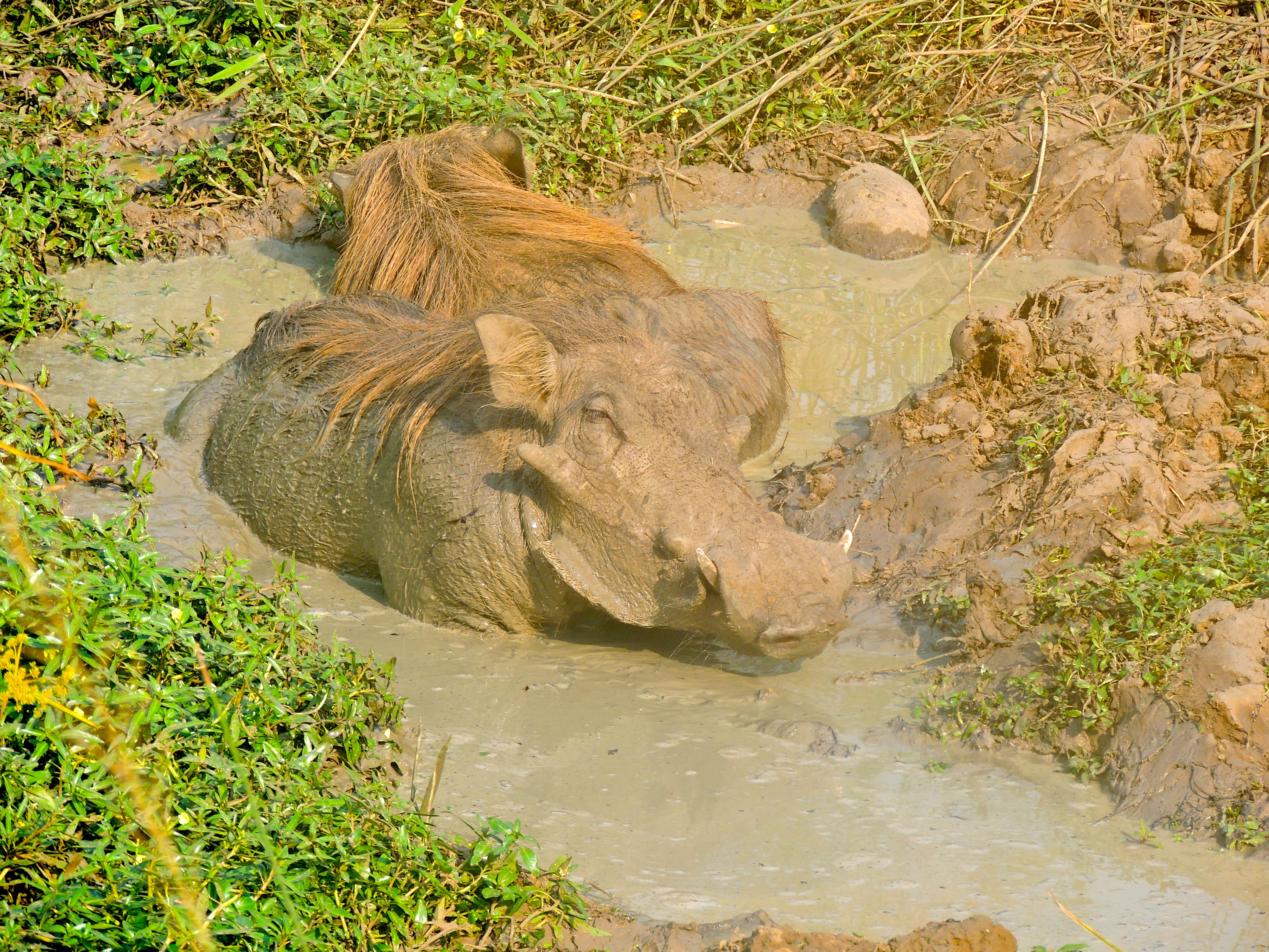 Common Warthogs