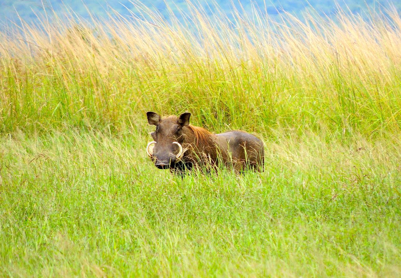 Common Warthog