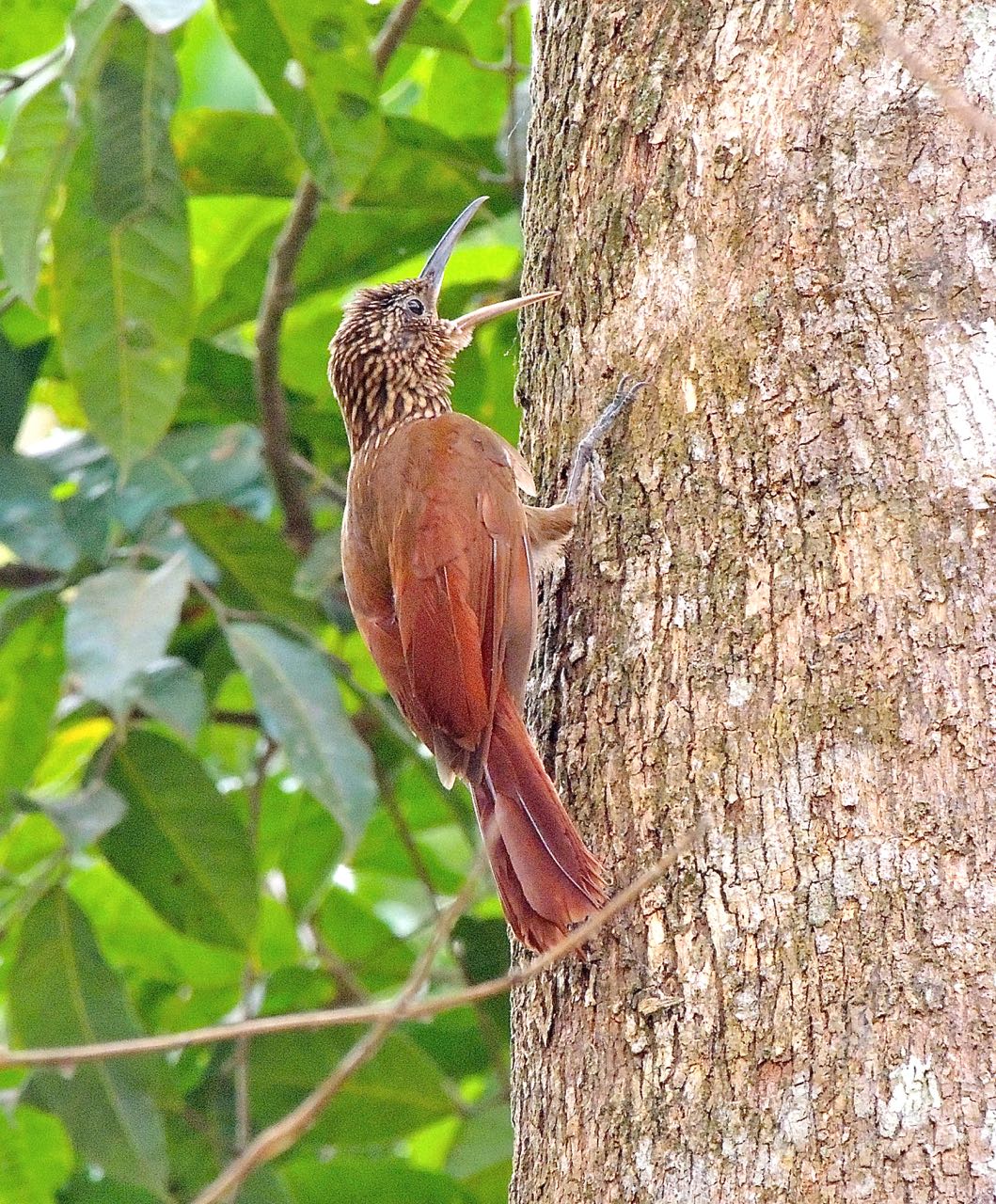 Cocoa Woodcreeper