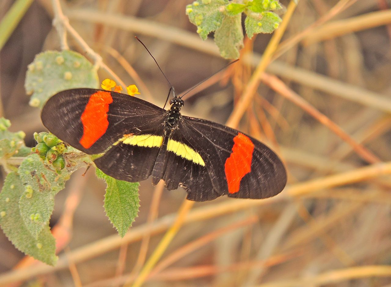 Crimson-patched Longwing