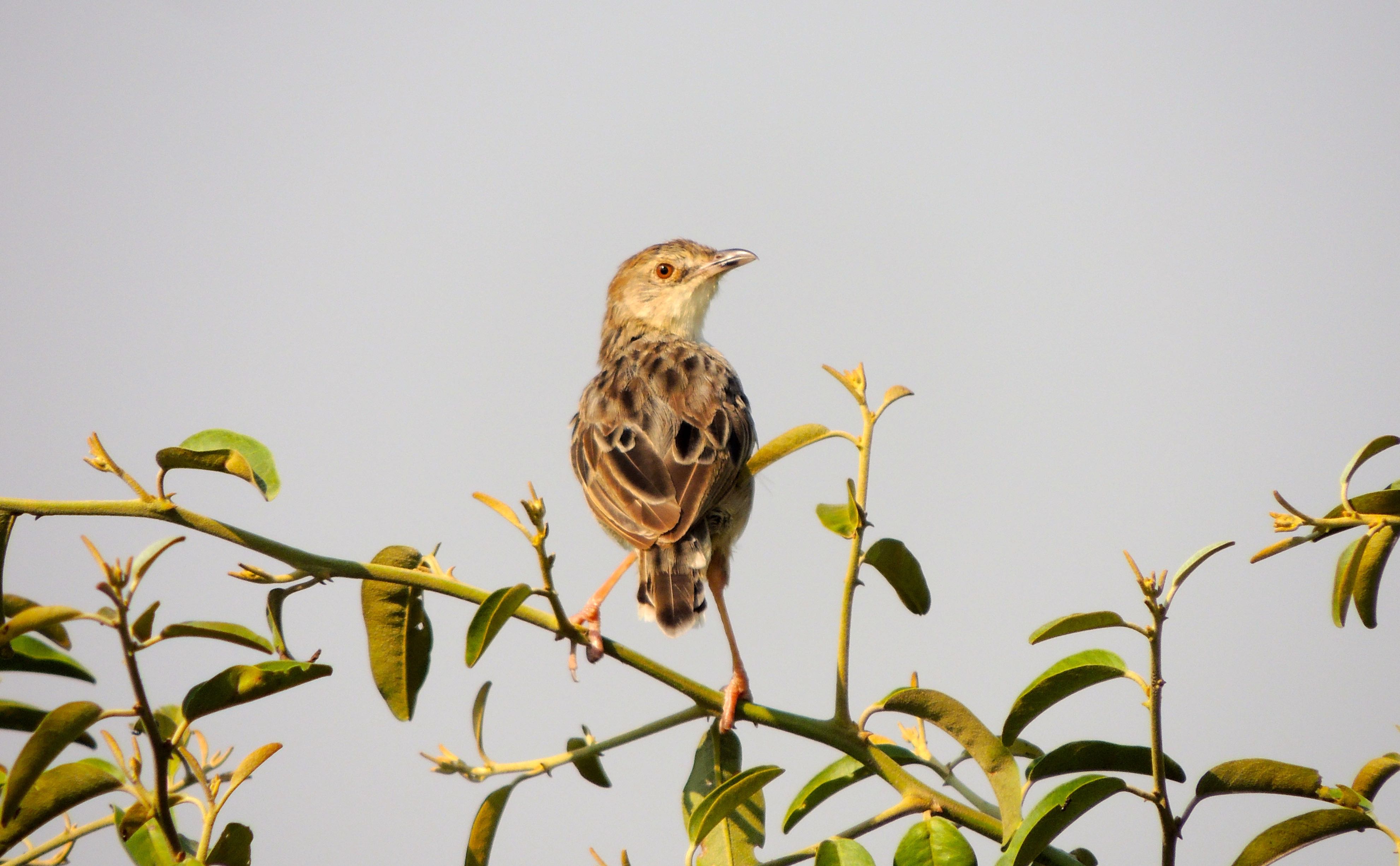 Croaking Cisticola