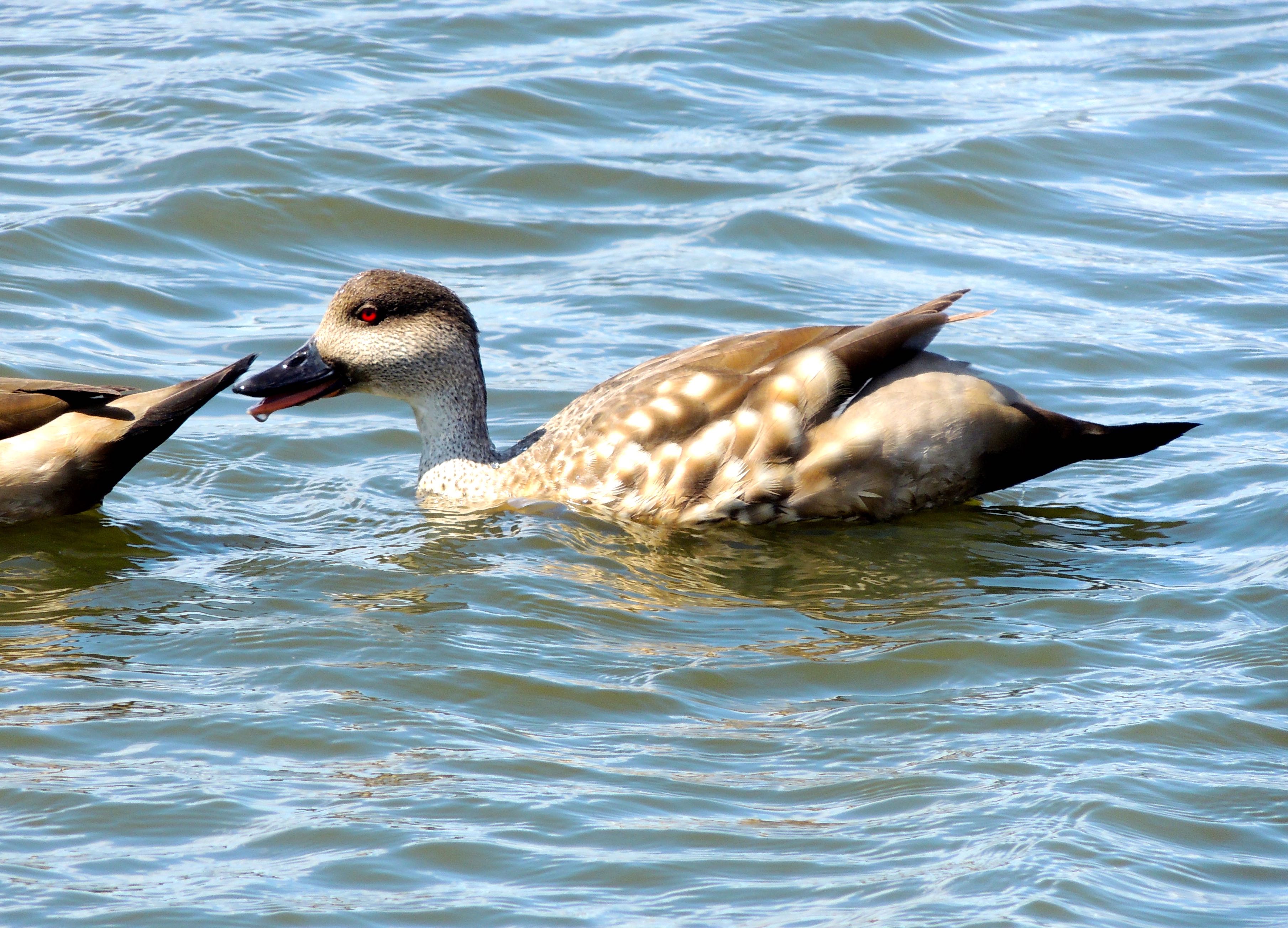 Crested Duck