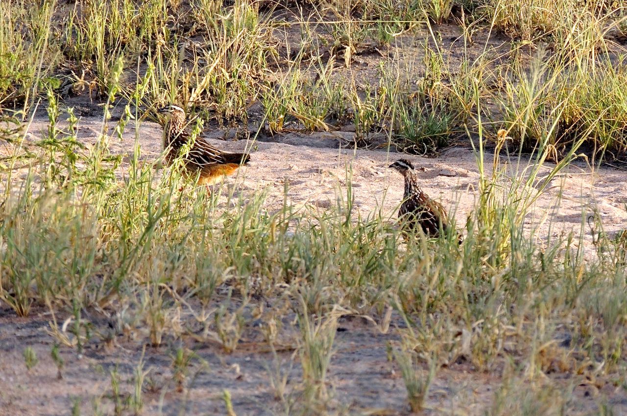 Crested Francolins