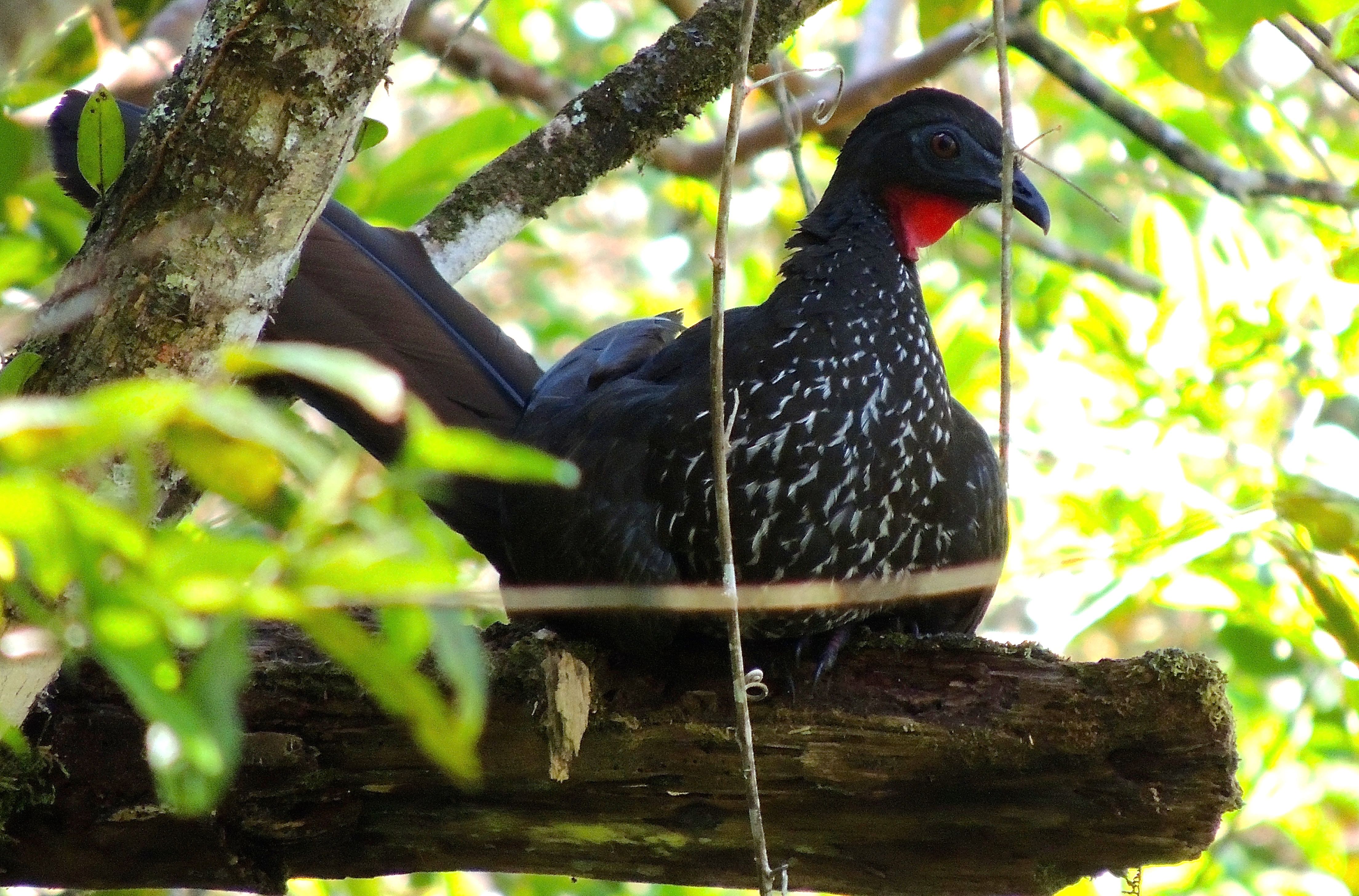 Crested Guan