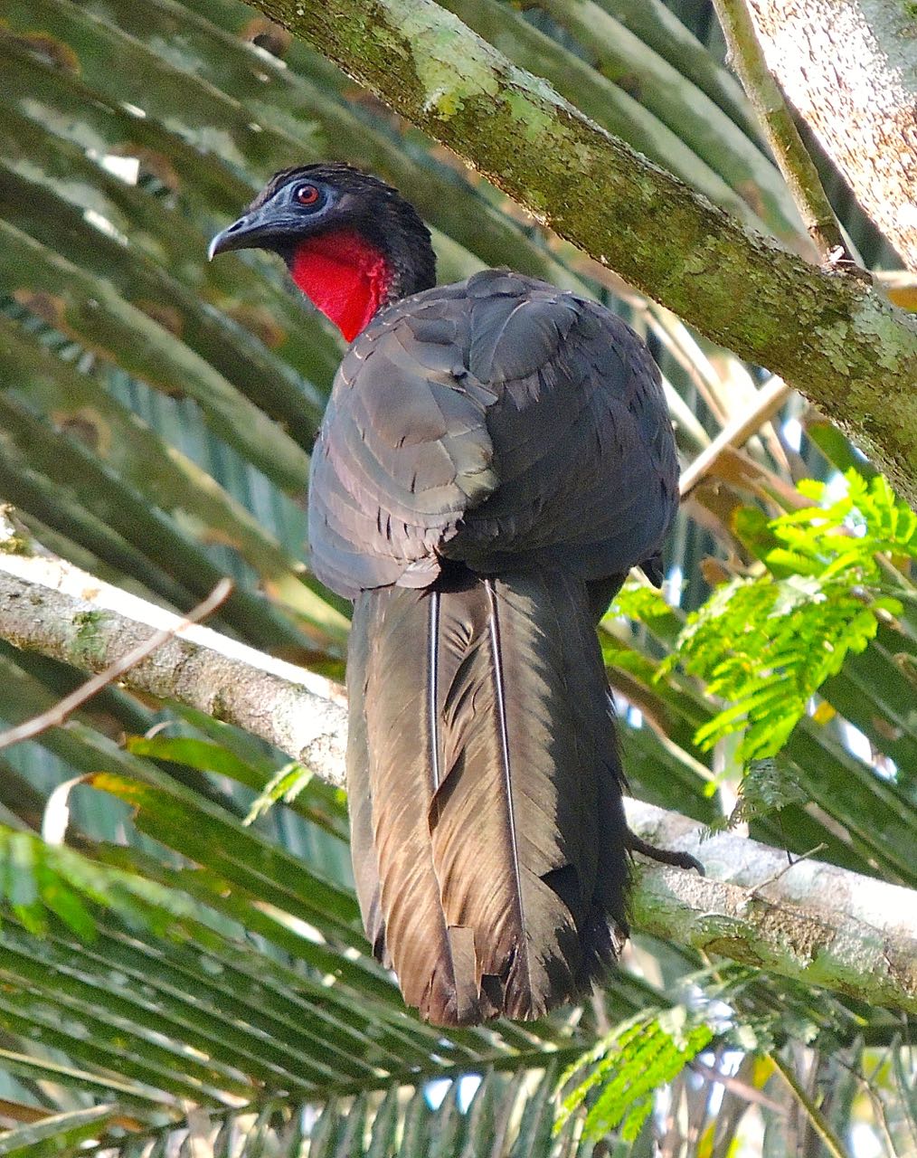 Crested Guan