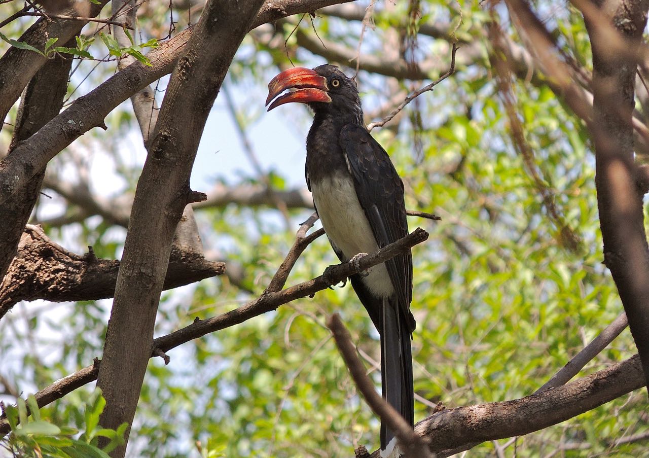 Crowned Hornbill