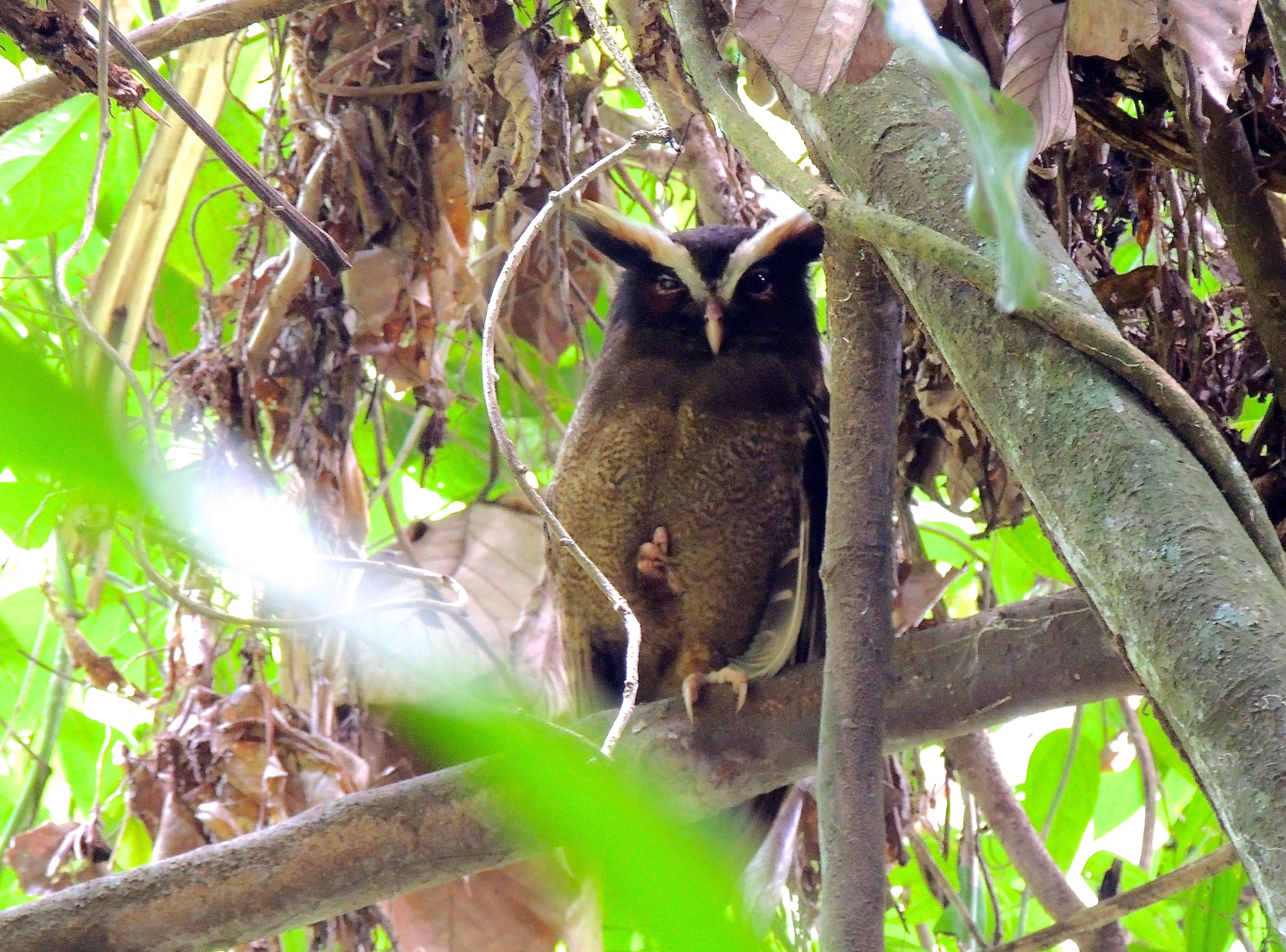 Crested Owl