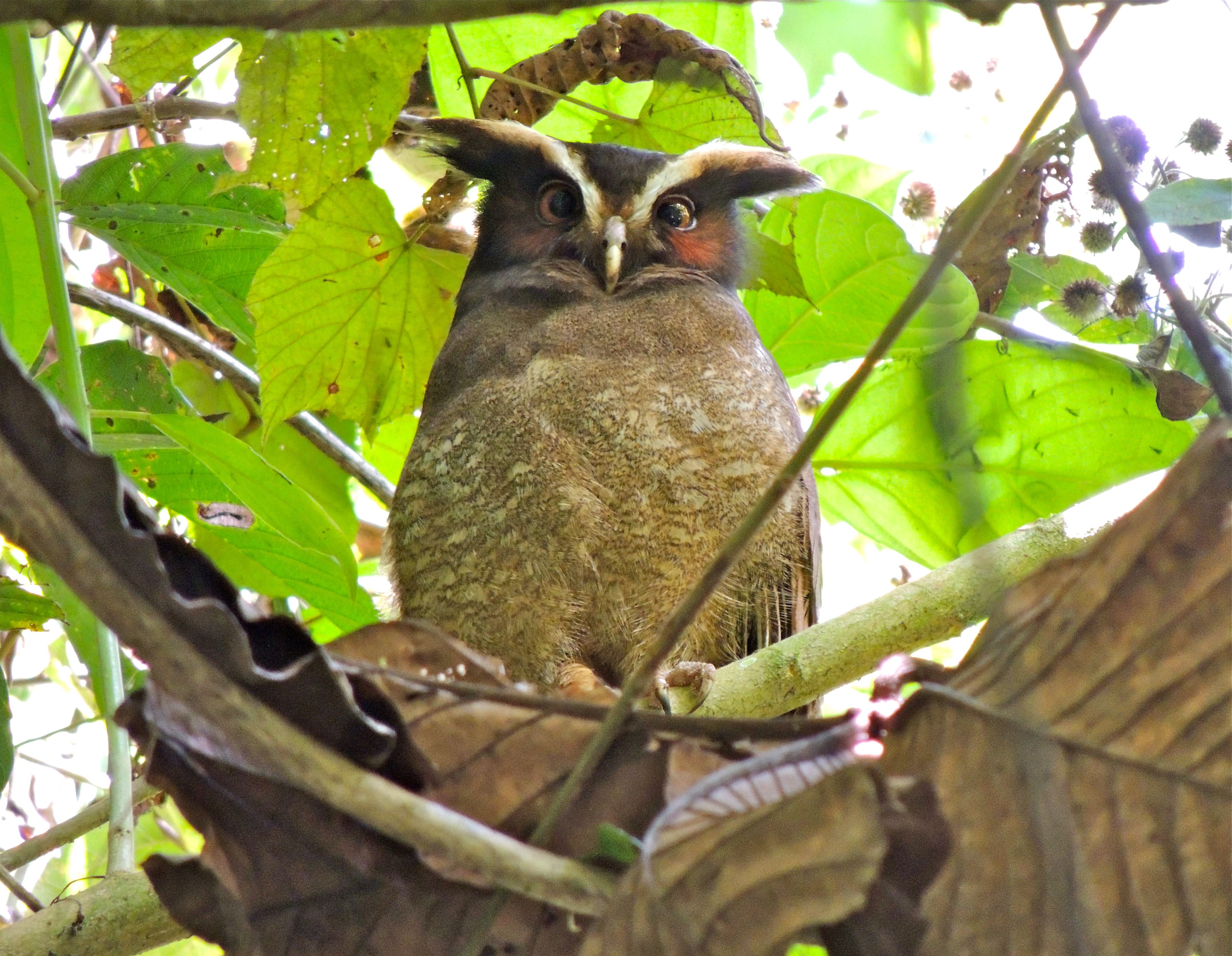 Crested Owl