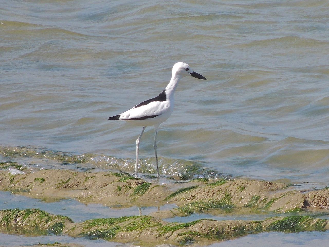 Crab Plover