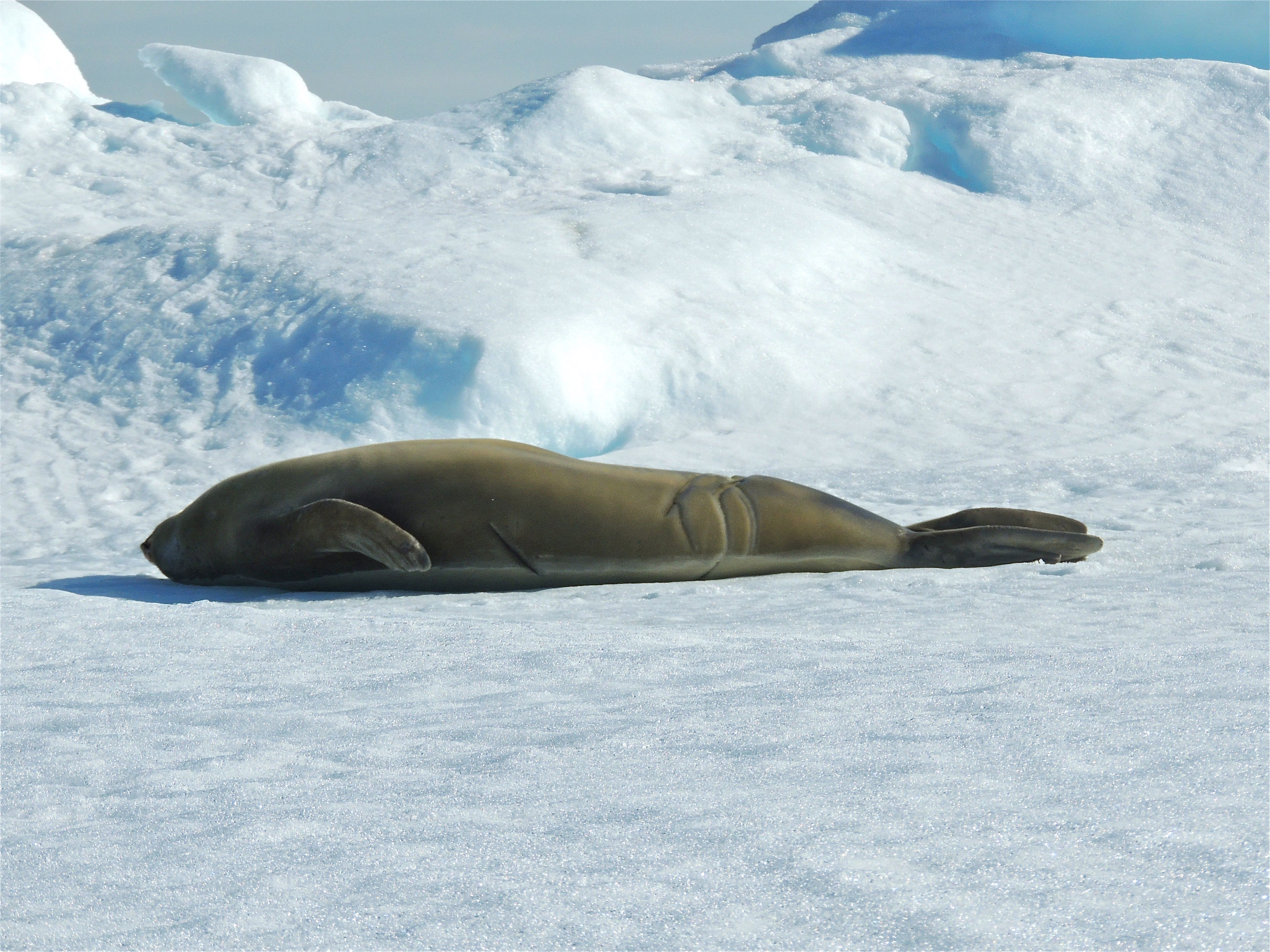 Crabeater Seal