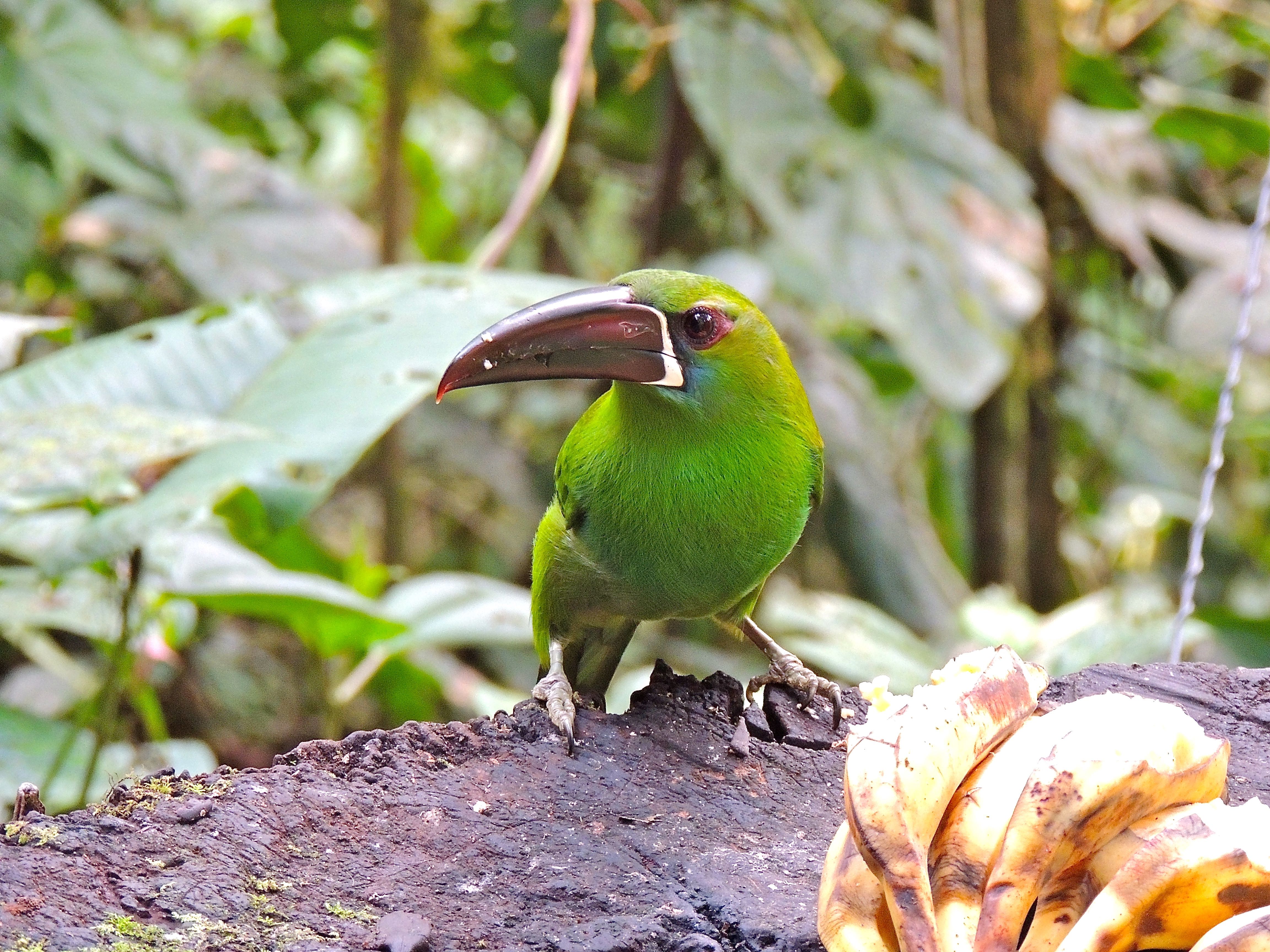 Crimson-rumped Toucanet