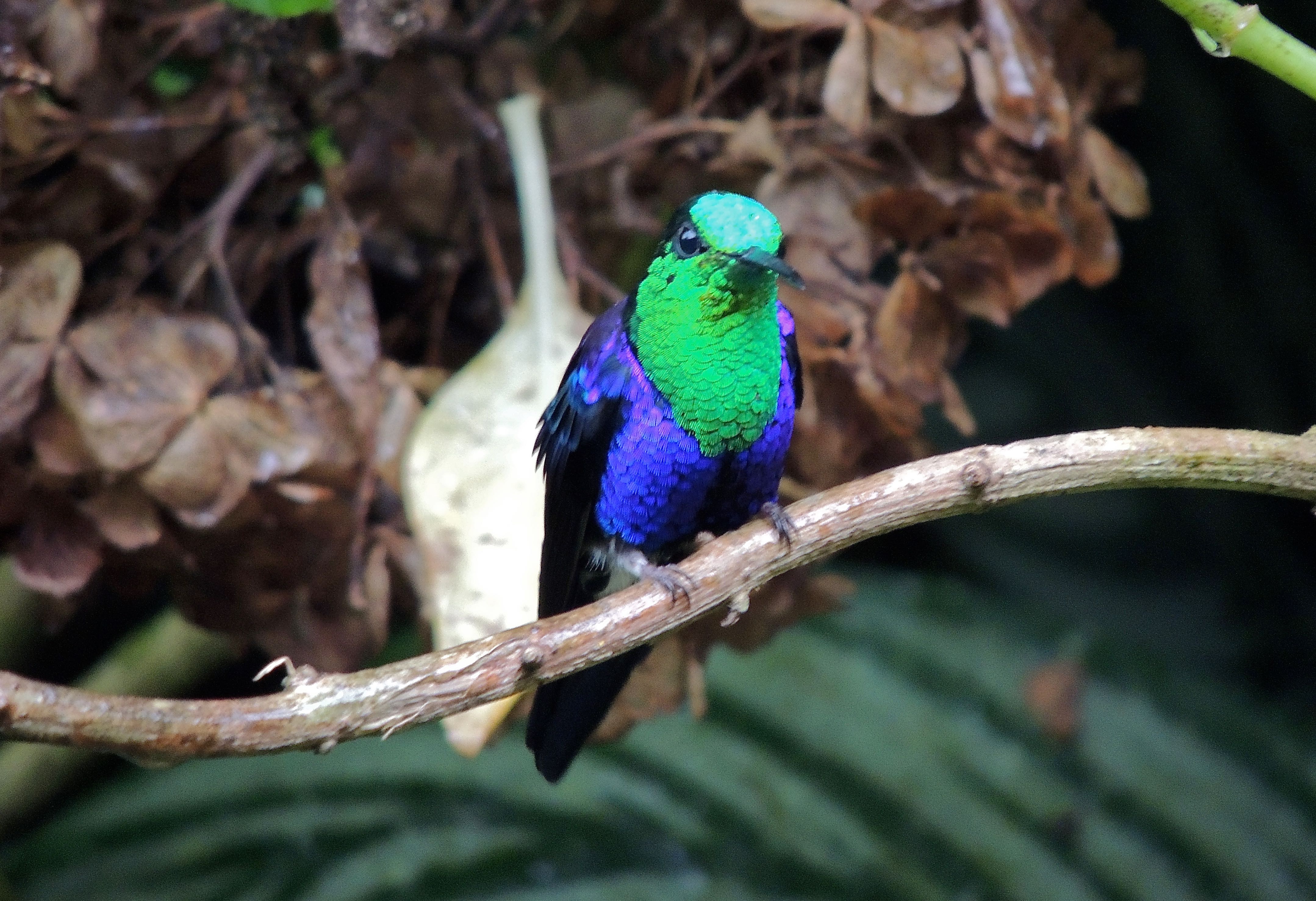 Crowned Woodnymph