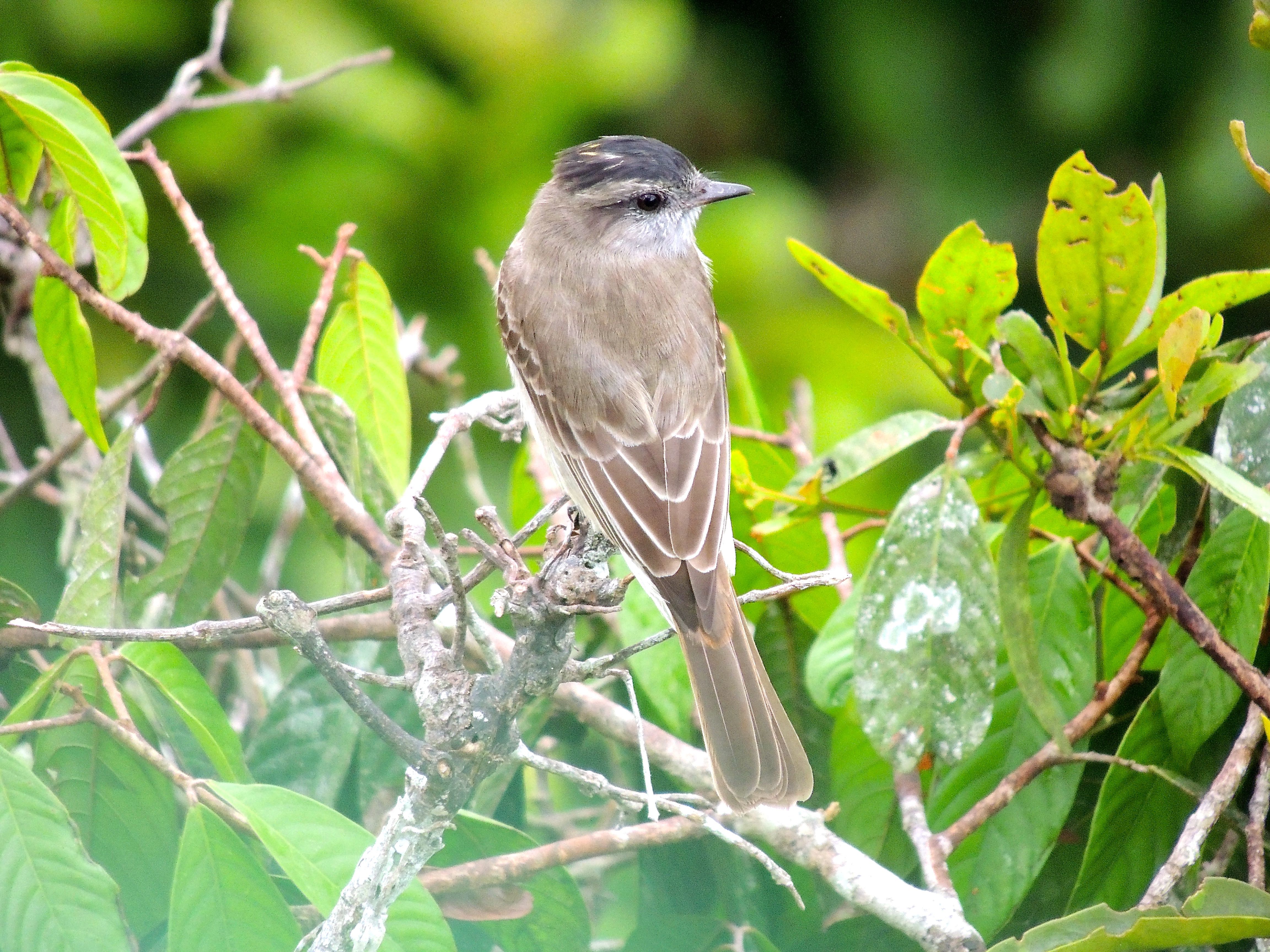 Crowned Slaty Flycatcher