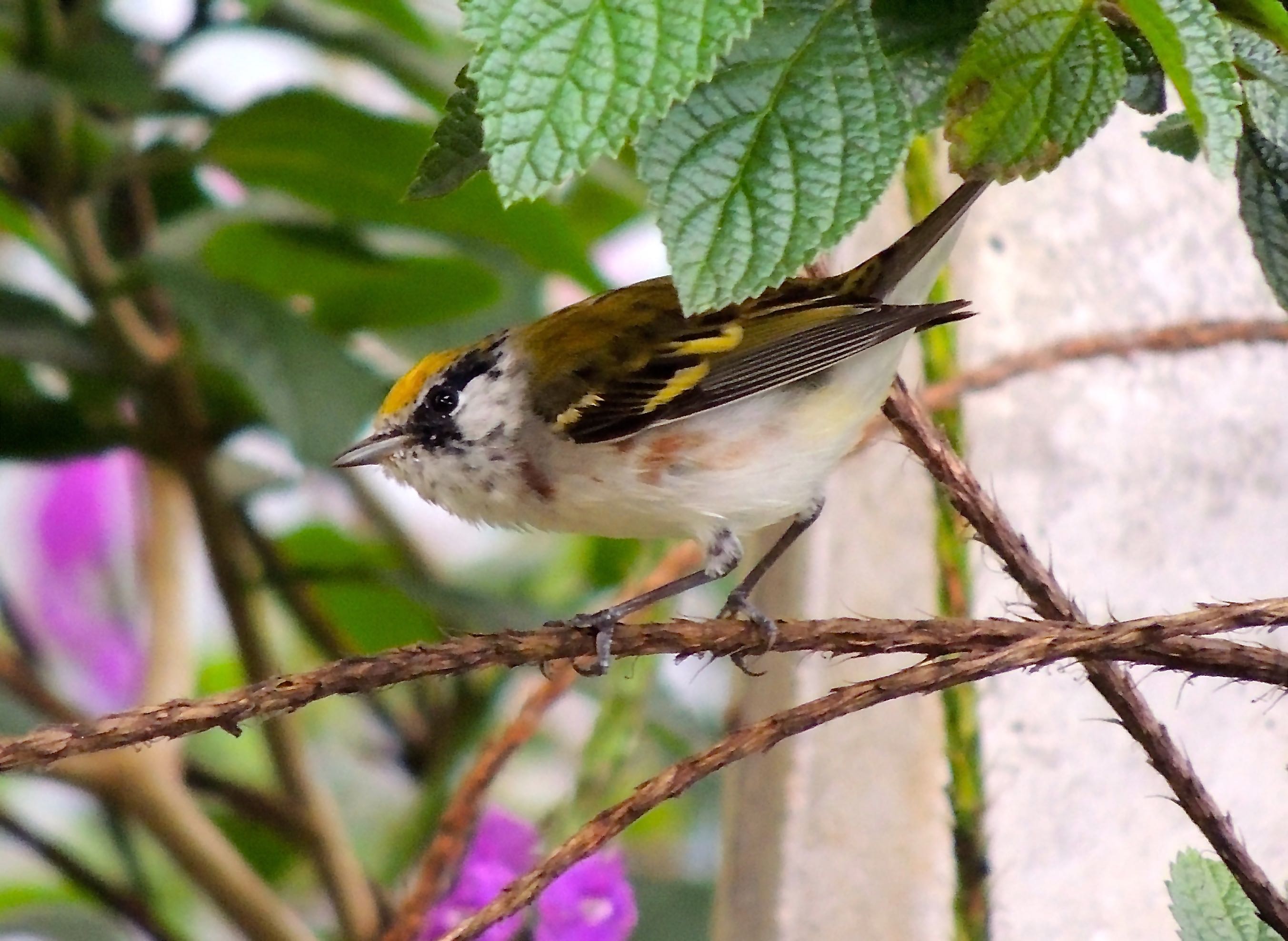 Chestnut-sided Warbler