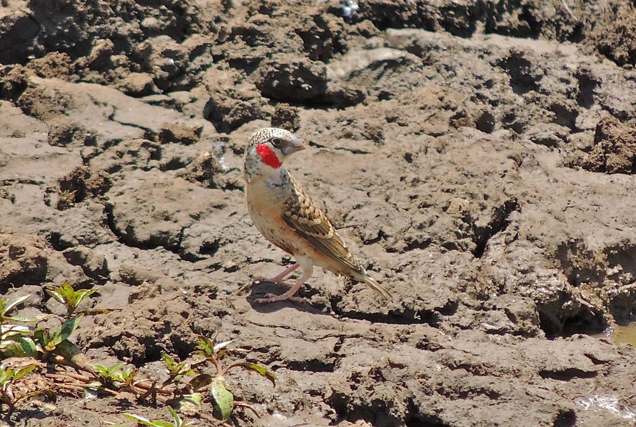 Cut-throat Finch