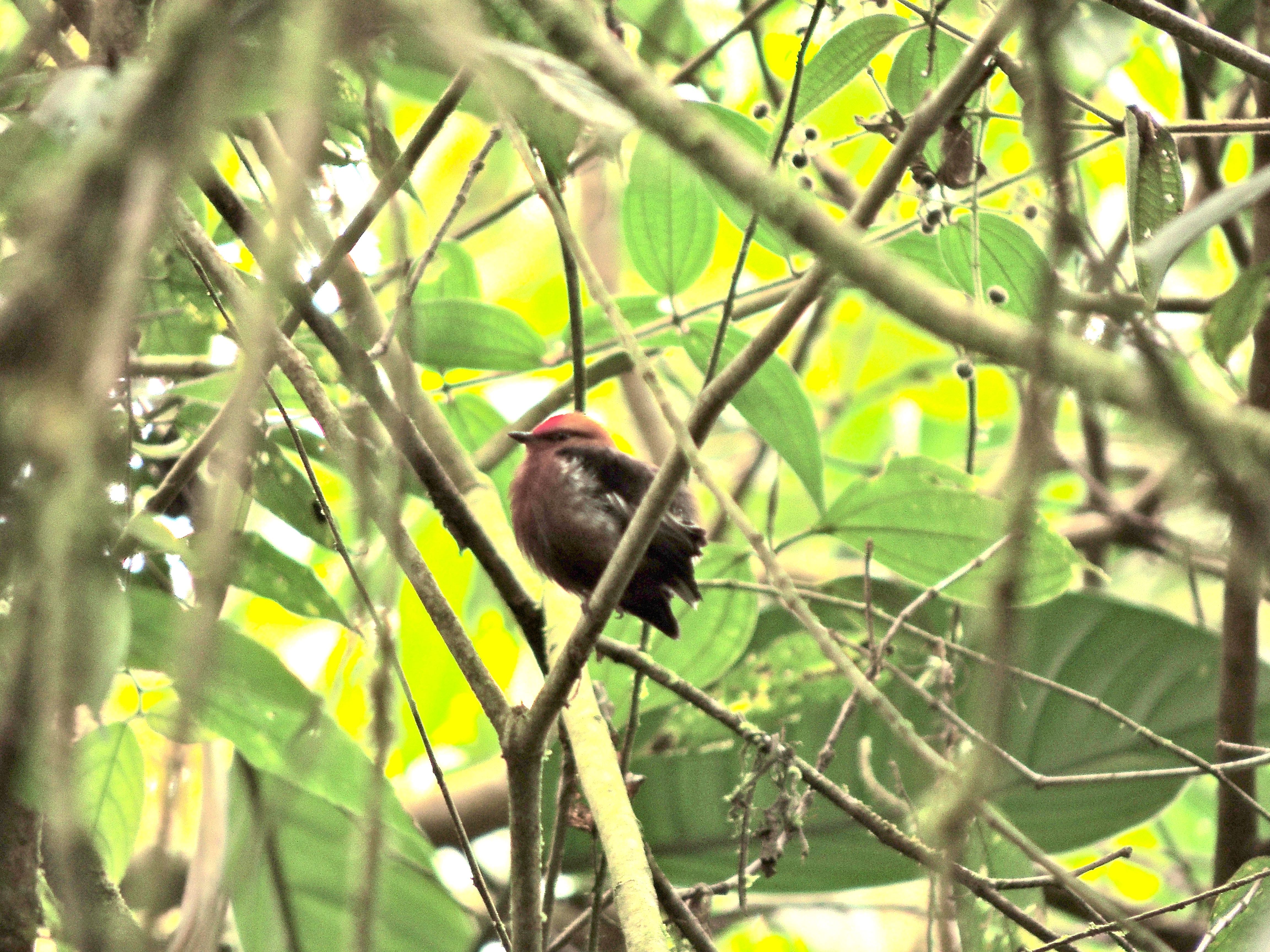 Club-winged Manakin