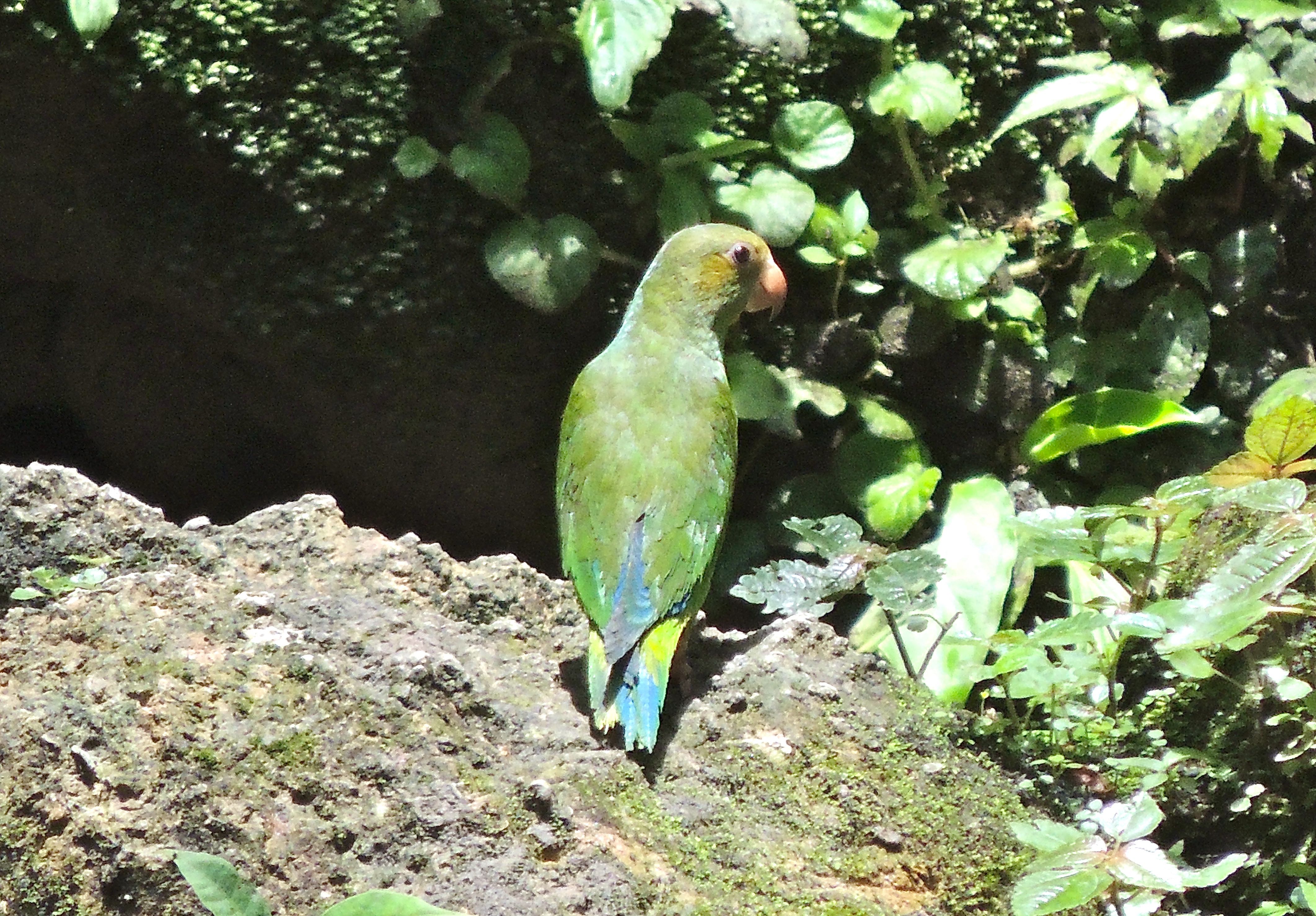 Cobalt-winged Parakeet