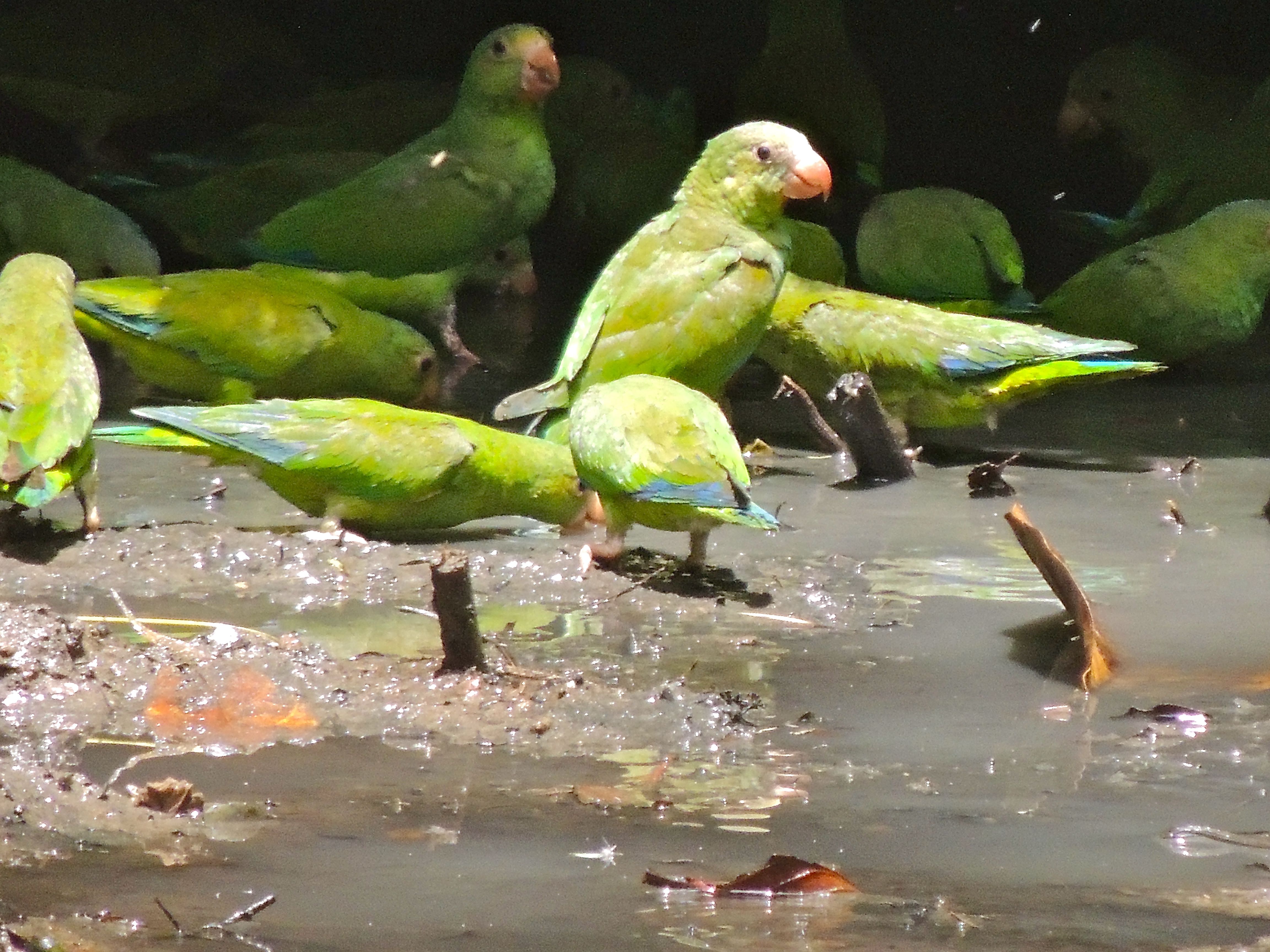 Cobalt-winged Parakeets