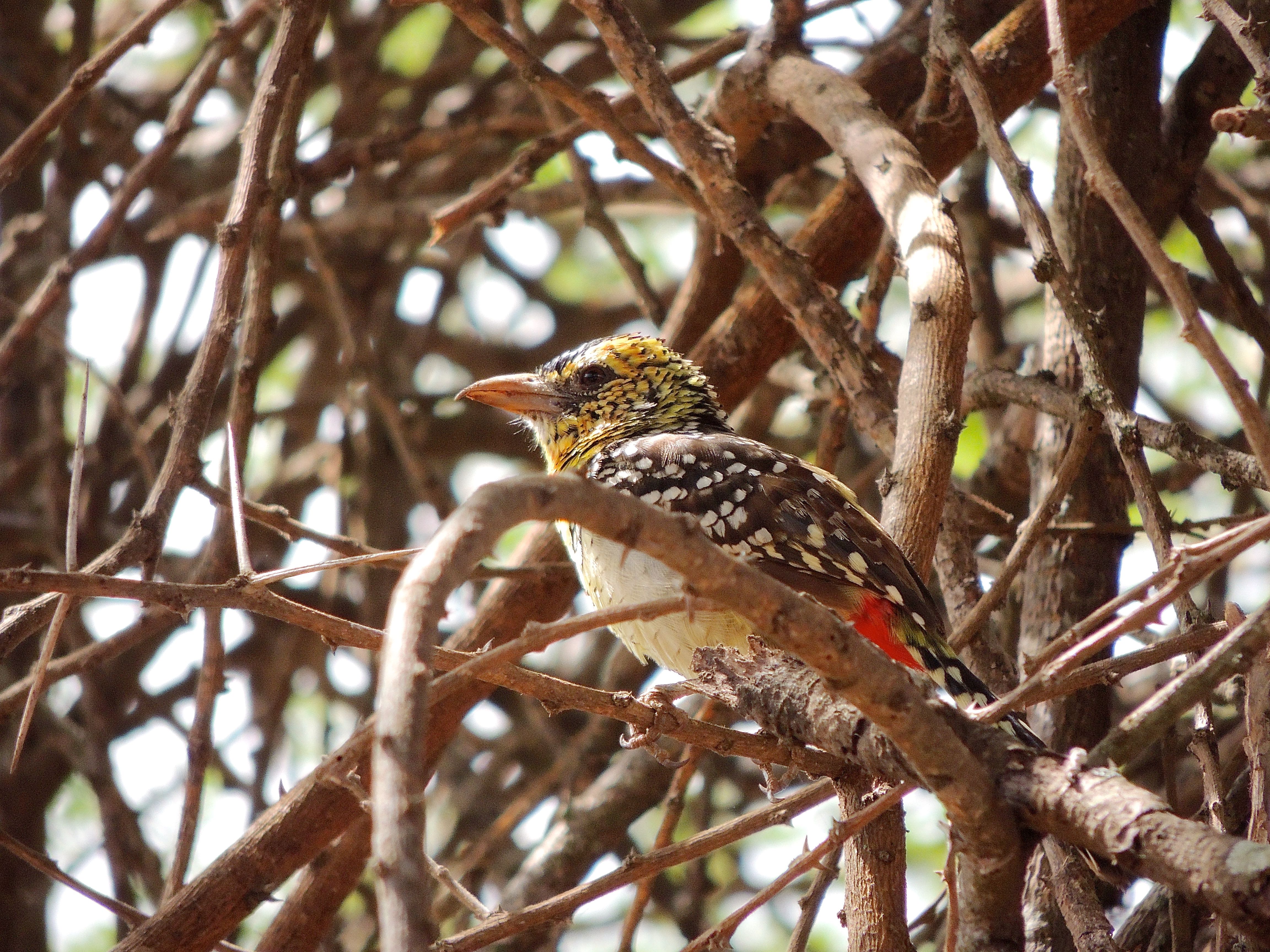 D'Arnaud's Barbet