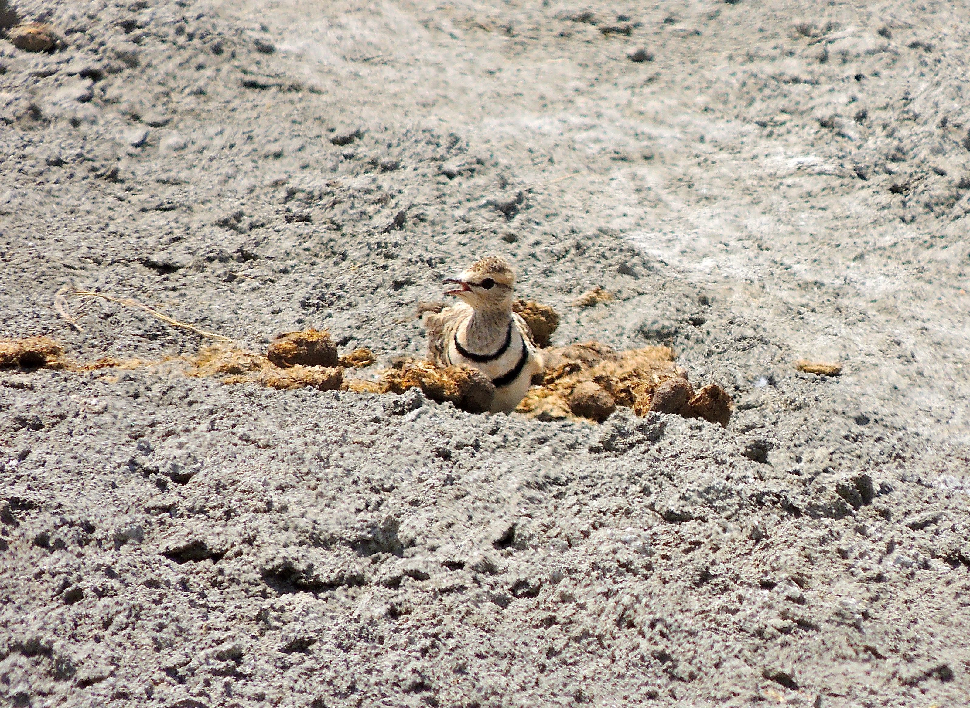 Double-banded Courser