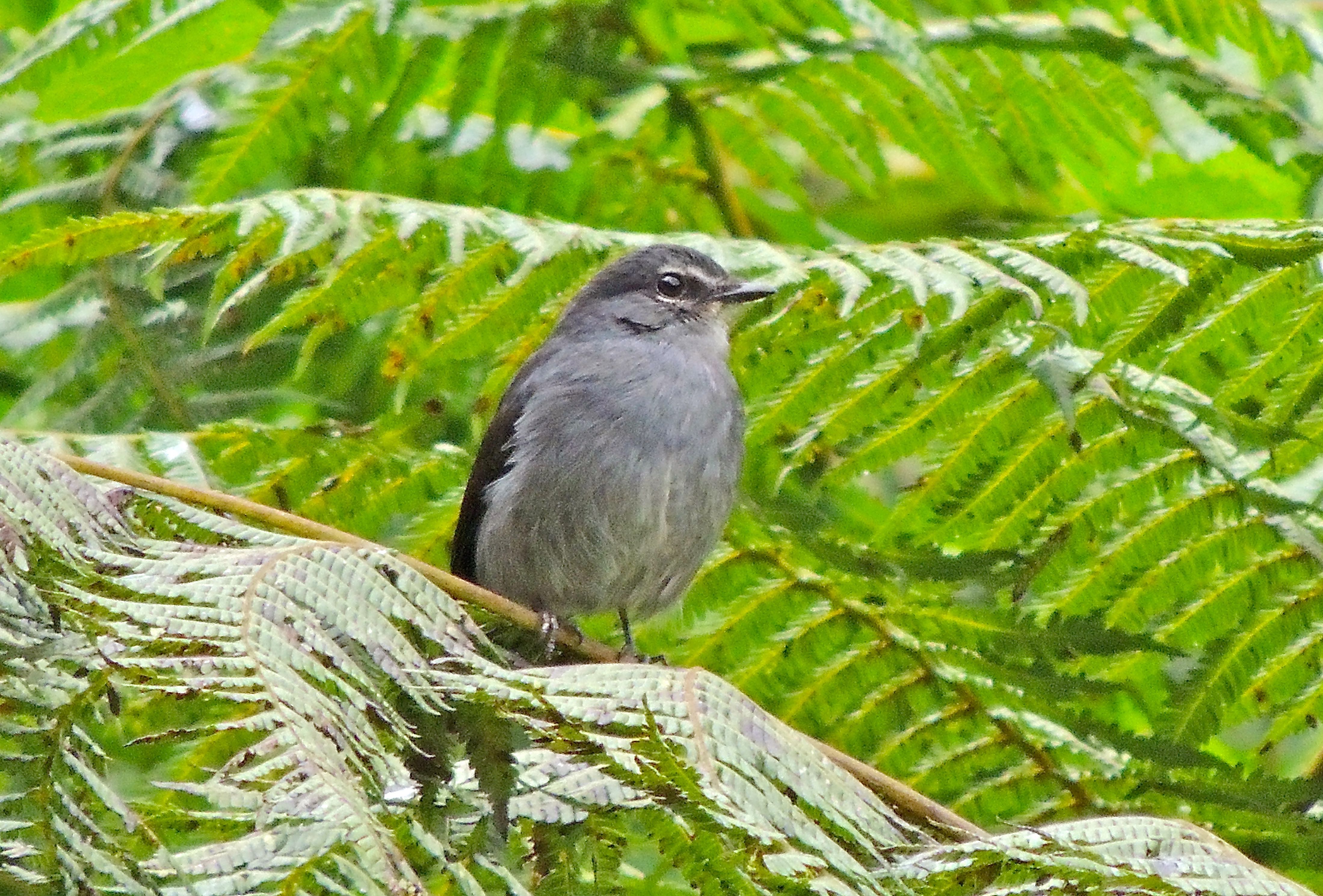 Dusky-blue Flycatcher