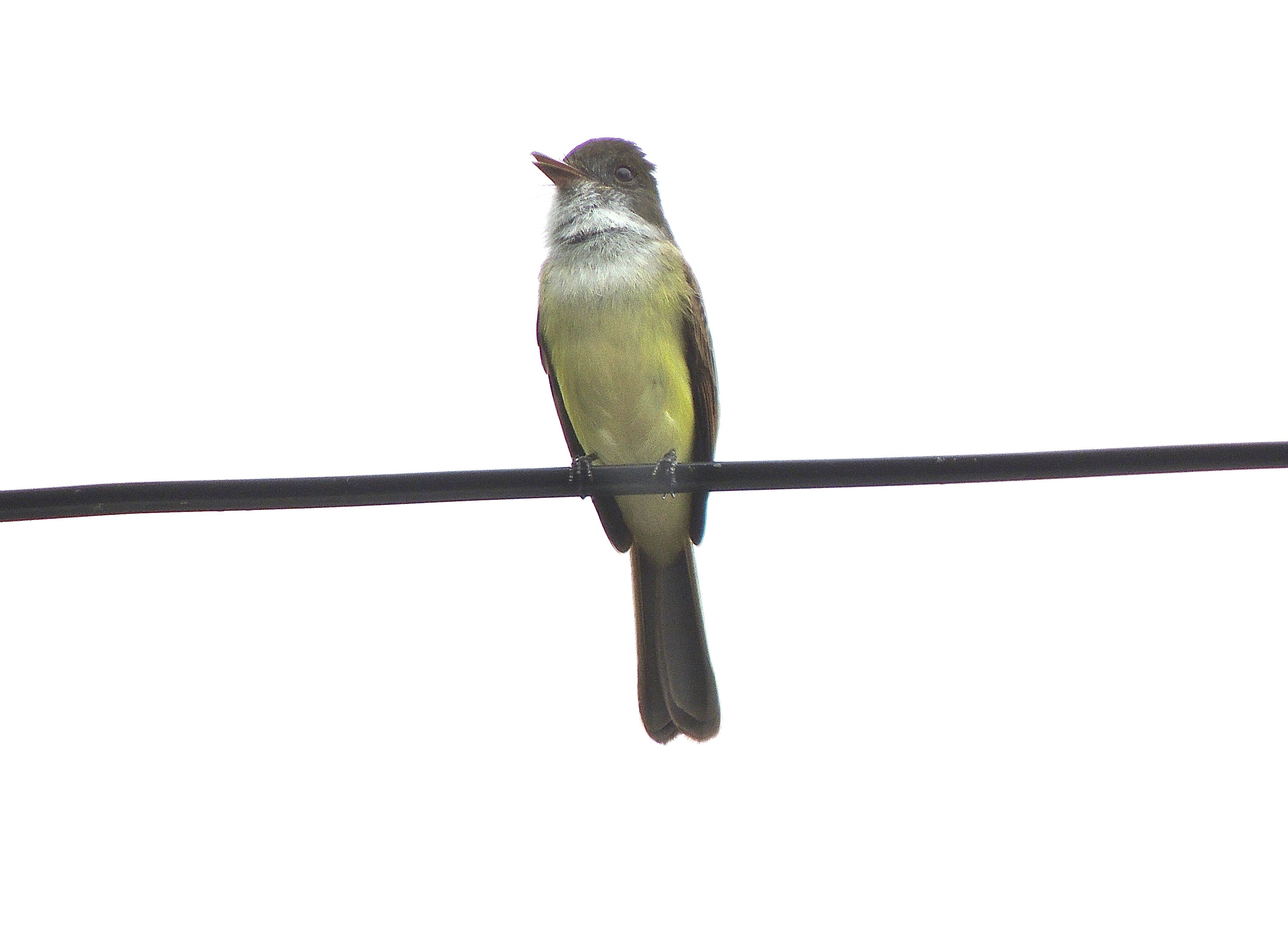 Dusky-capped Flycatcher