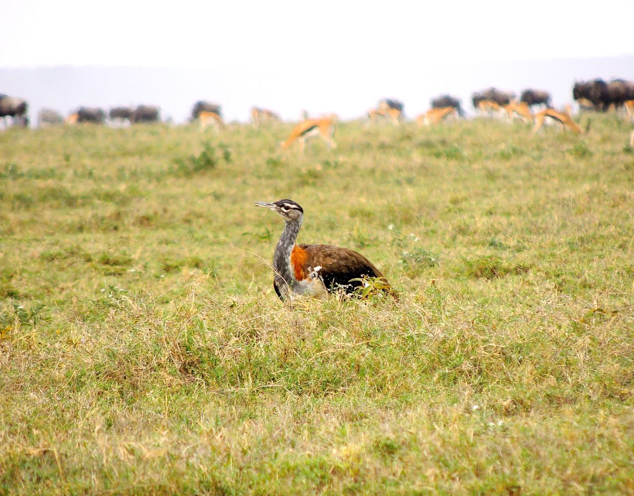 Denham's Bustard