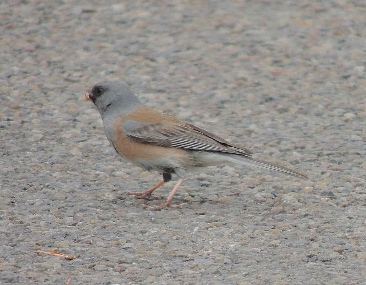 Dark-eyed (Pink-sided) Junco